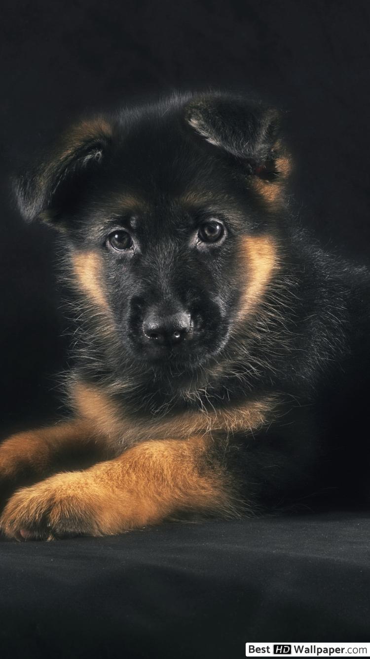 German Shepherd Puppy HD wallpaper download