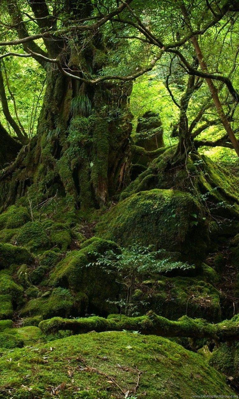 Download Amazon Forest HD Wallpaper For Mobile