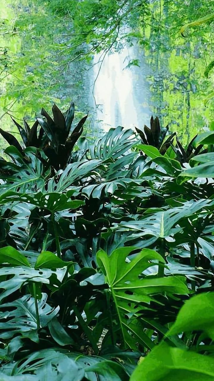 Earth Jungle (720x1280) Wallpaper