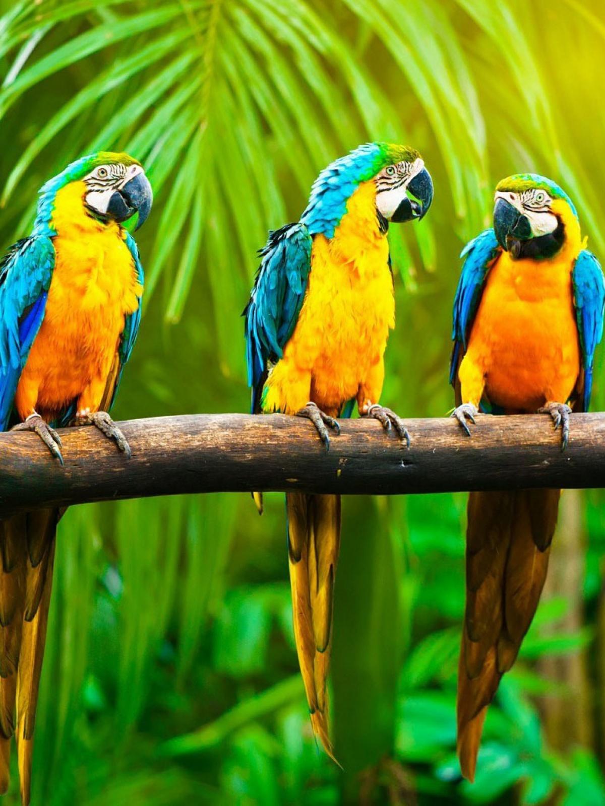 Parrots Branch Jungle Mobile Wallpaper