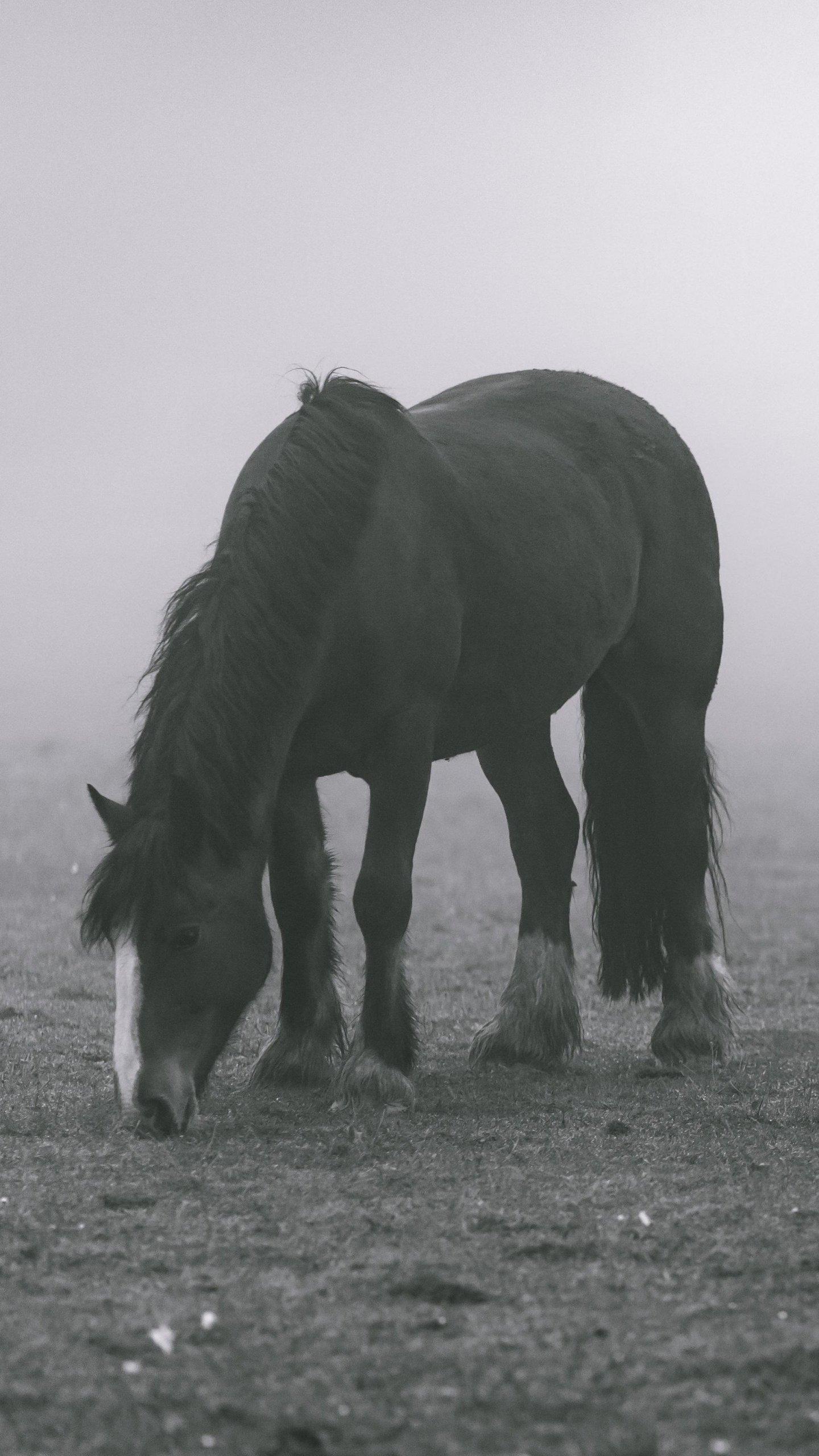 Horse in Fog Wallpaper, Android & Desktop Background
