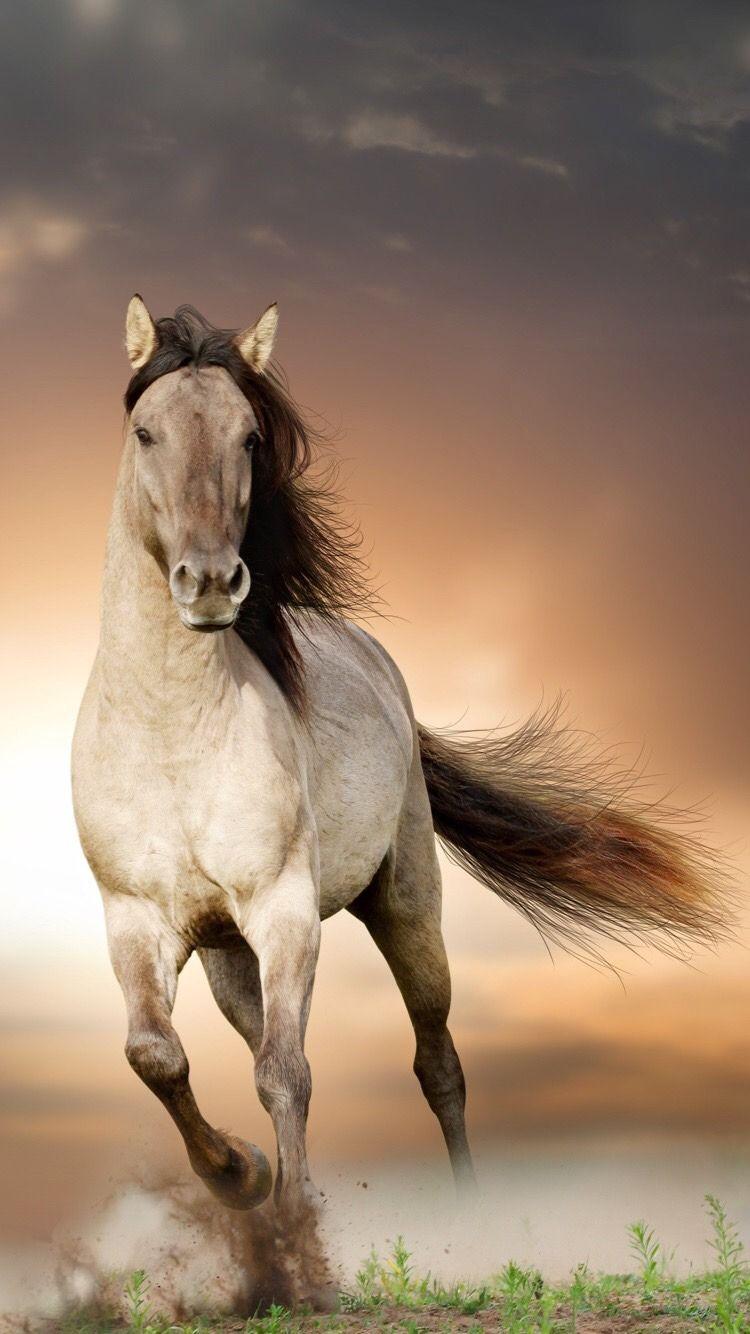 Beauty On The Fire: Photo. Horses. Horse
