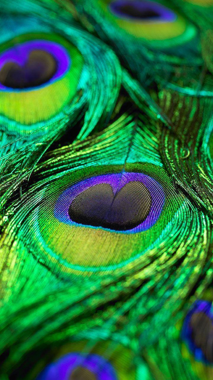 Peacock Feathers Live Wallpapers for Android.