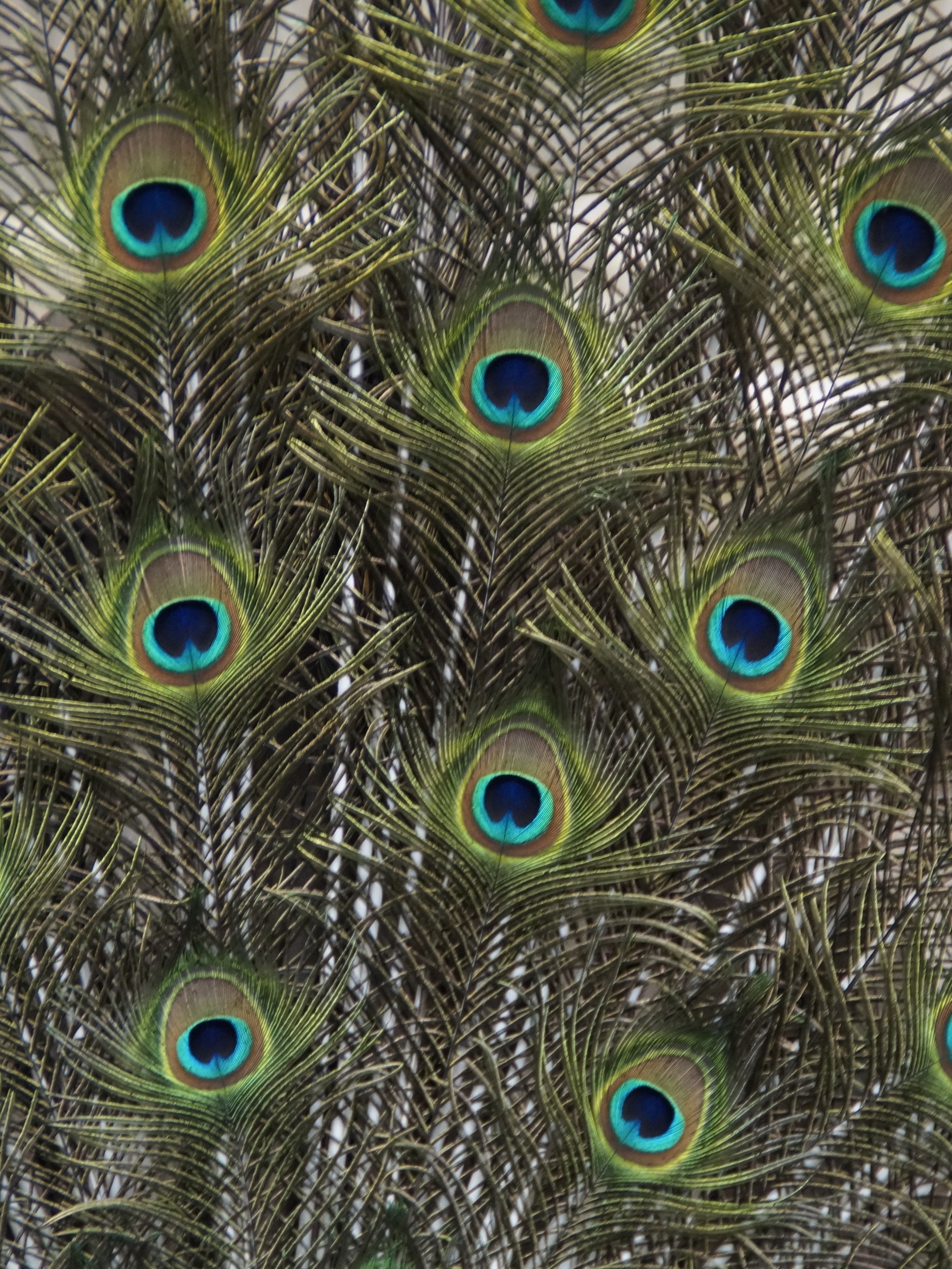 Peacock Feathers Wallpaper, Android & Desktop