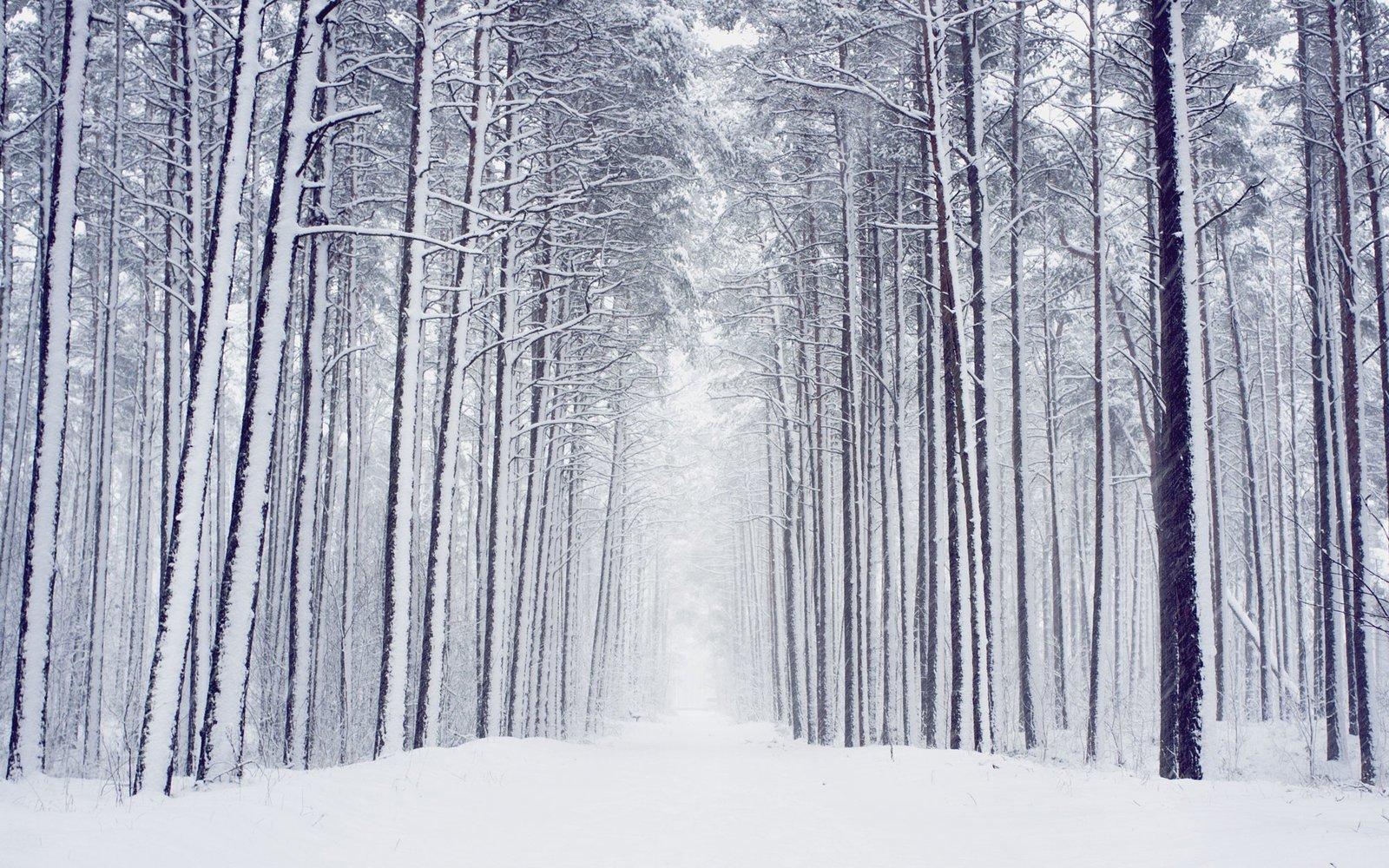 Winter Picture: View Beautiful Image of Winter Scenes
