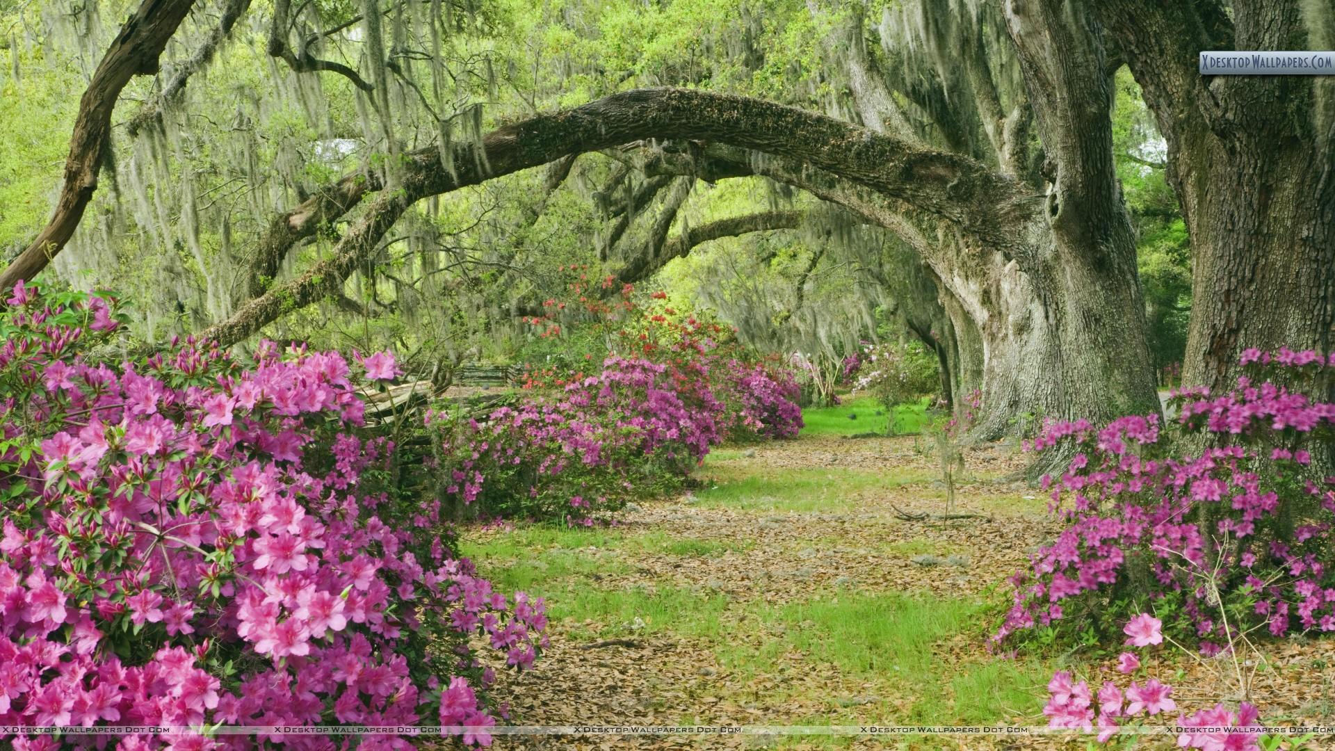 Azaleas and Live Oaks, Magnolia Plantation, South Carolina