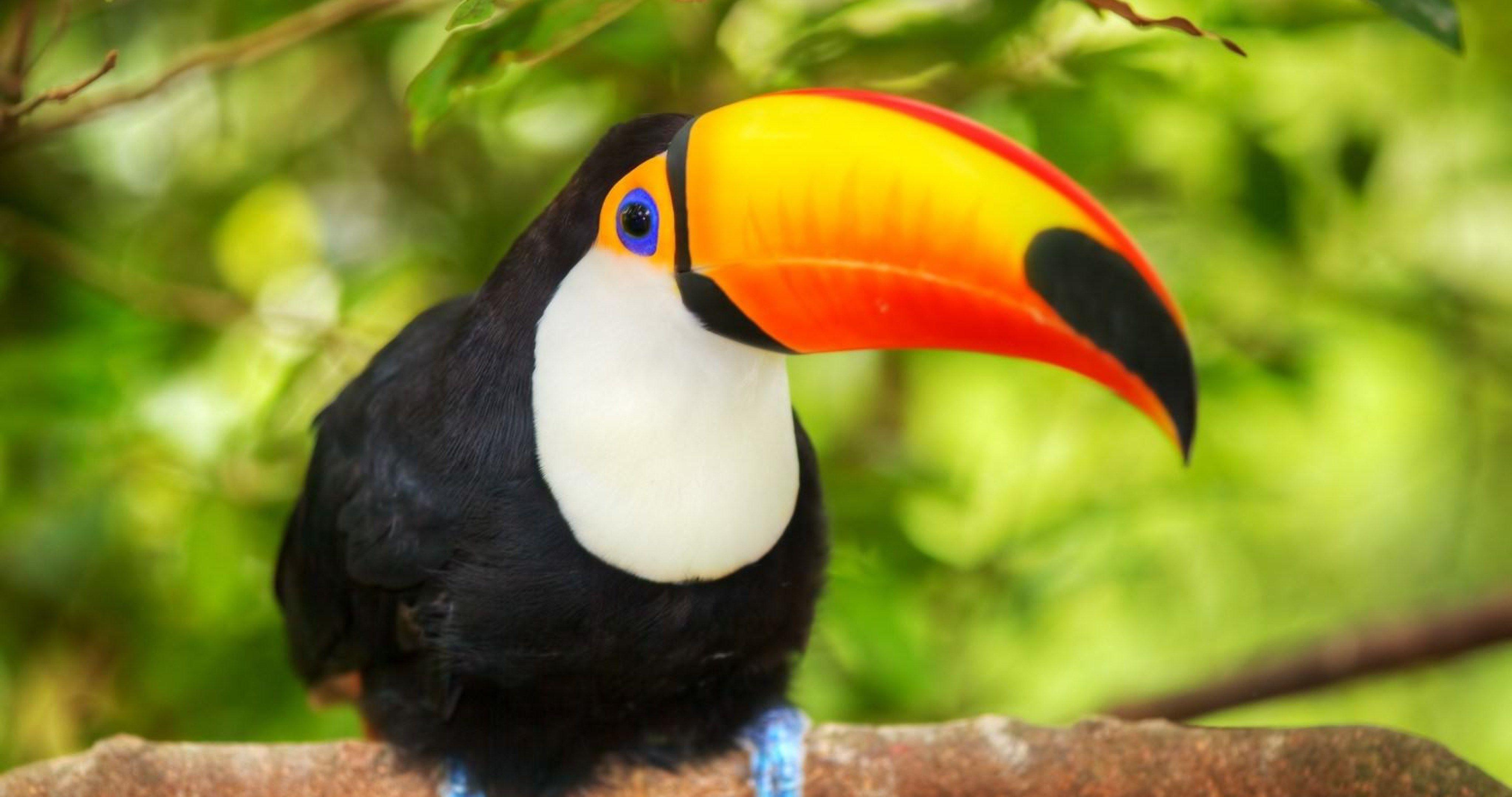 Toucan Bird Wallpapers - Wallpaper Cave