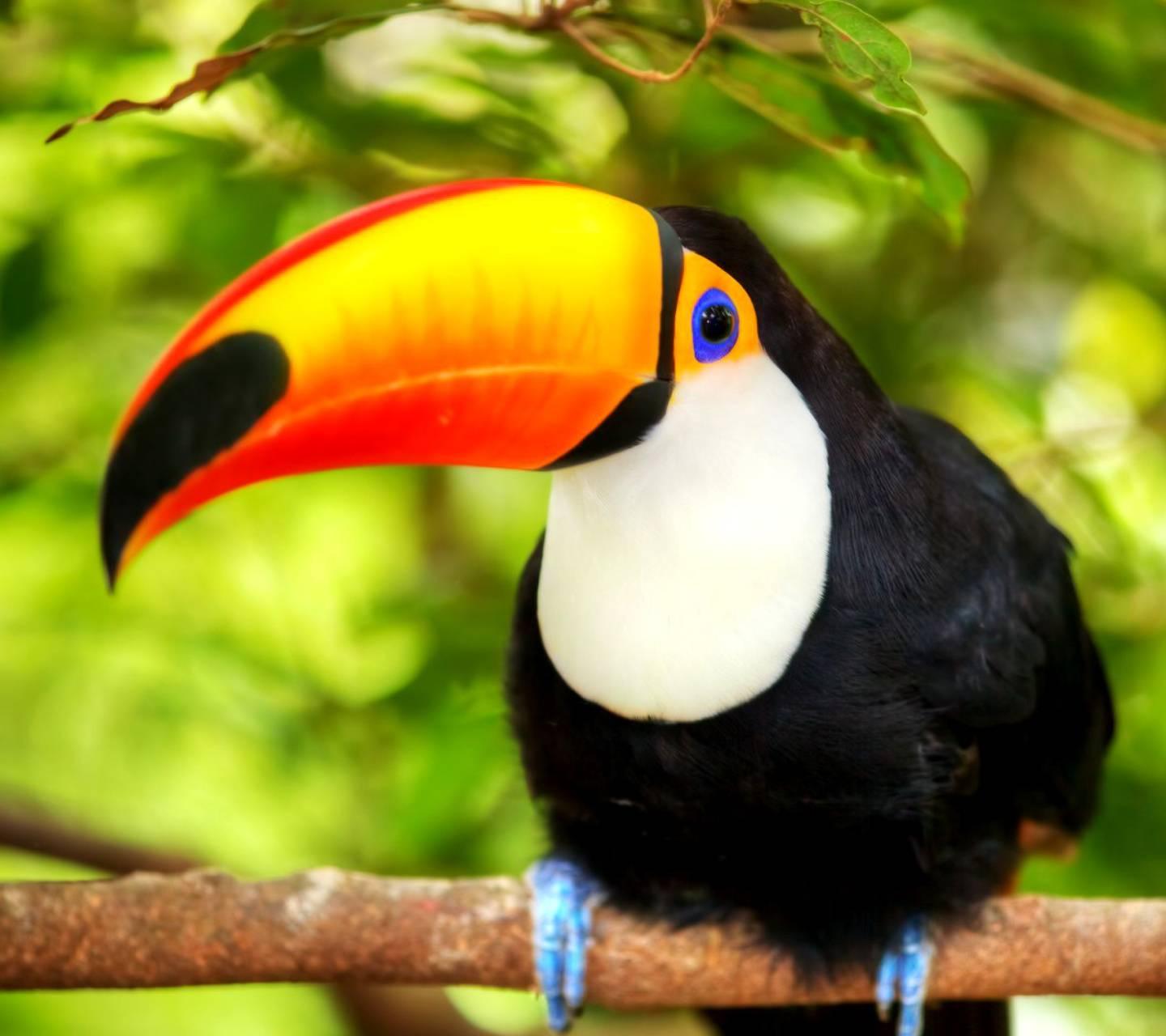 toucan bird Wallpaper