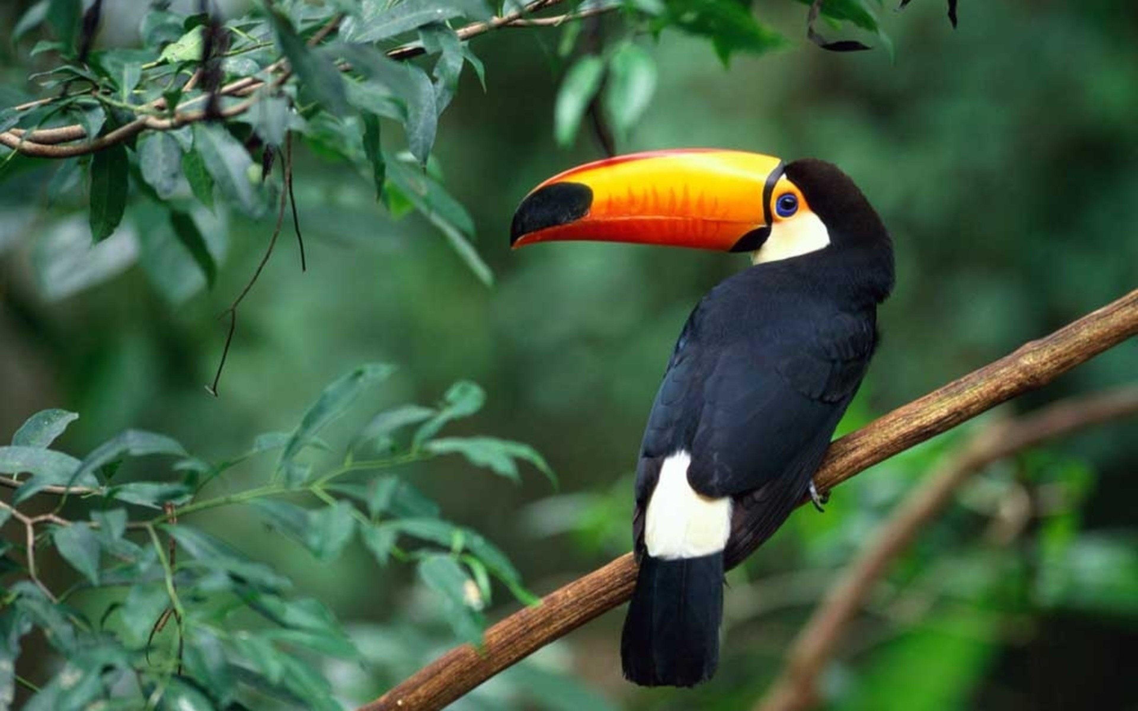 Awesome, Toucan, Bird, Wallpaper, Photo, For, Desktop