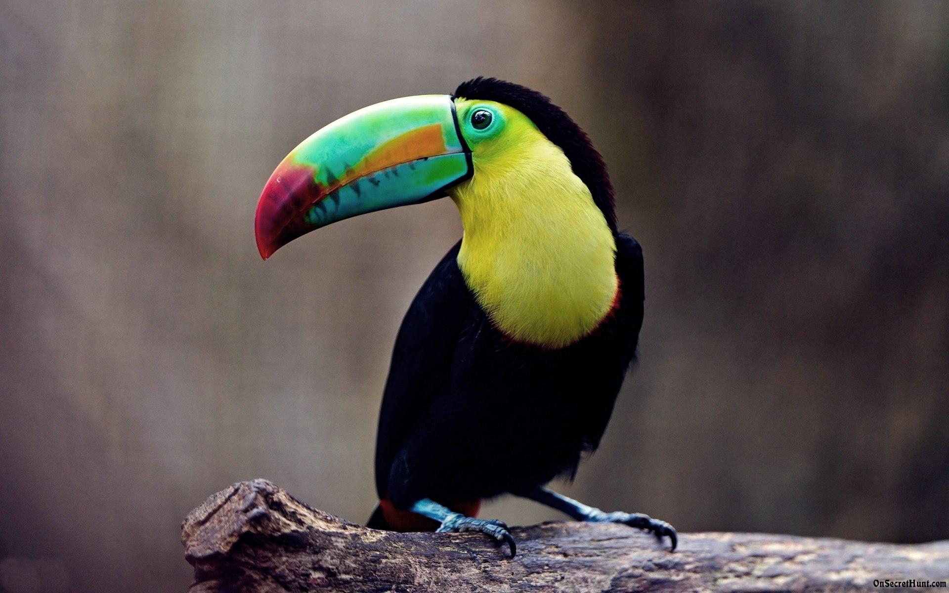 Toucan Bird Wallpaper