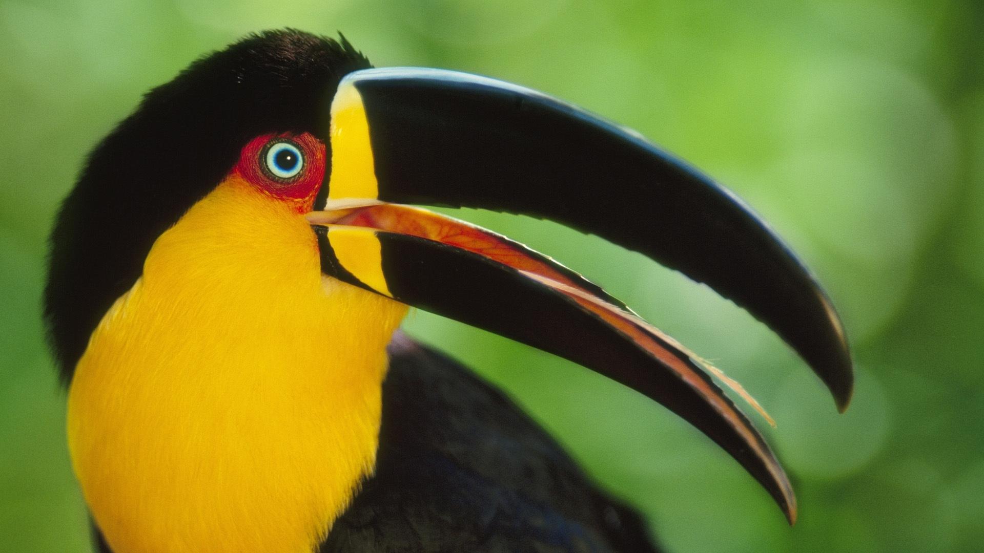 Free Toucan Bird Wallpaper 19913 1920x1080px