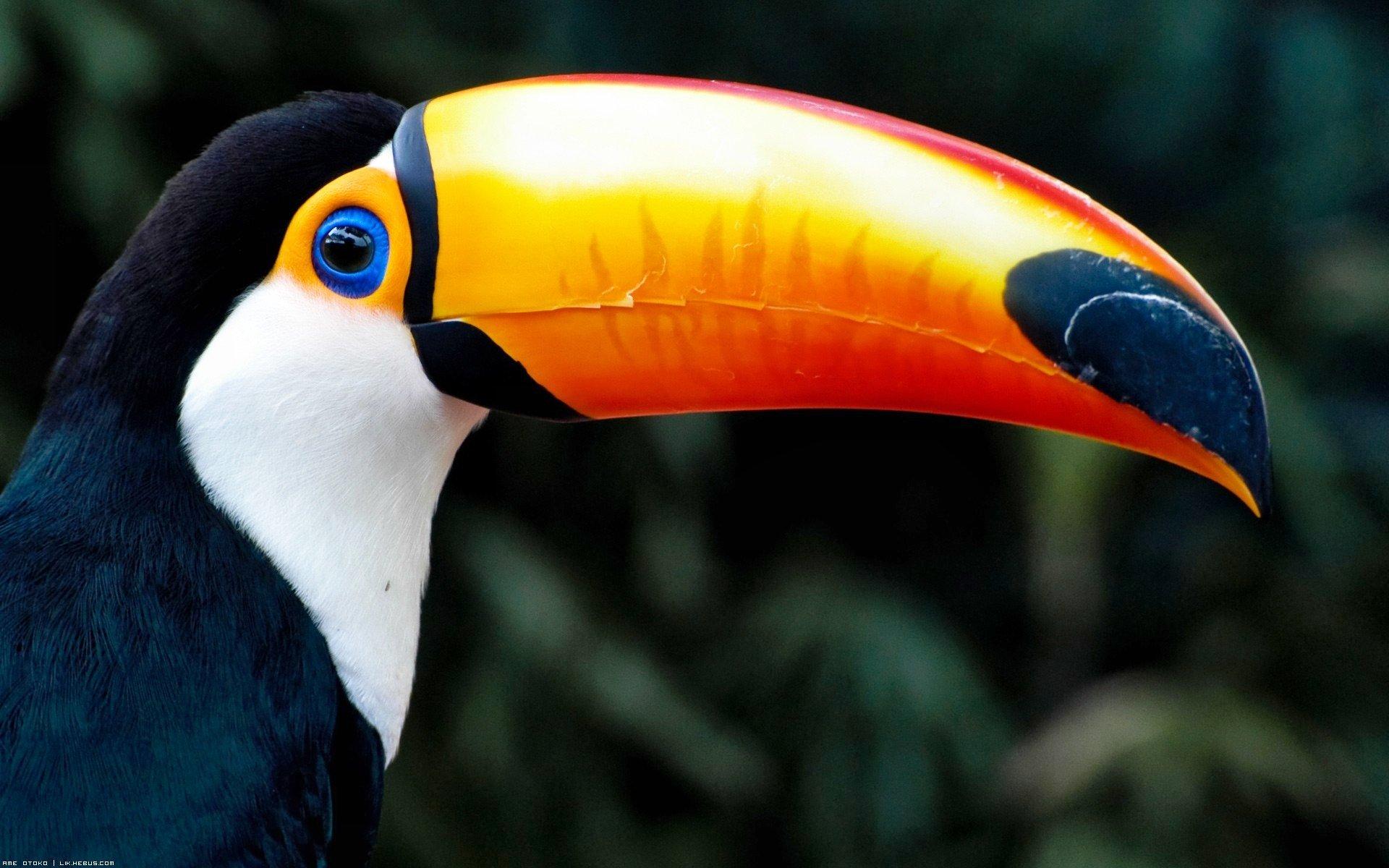 TOUCAN parrot bird tropical wallpaperx1200