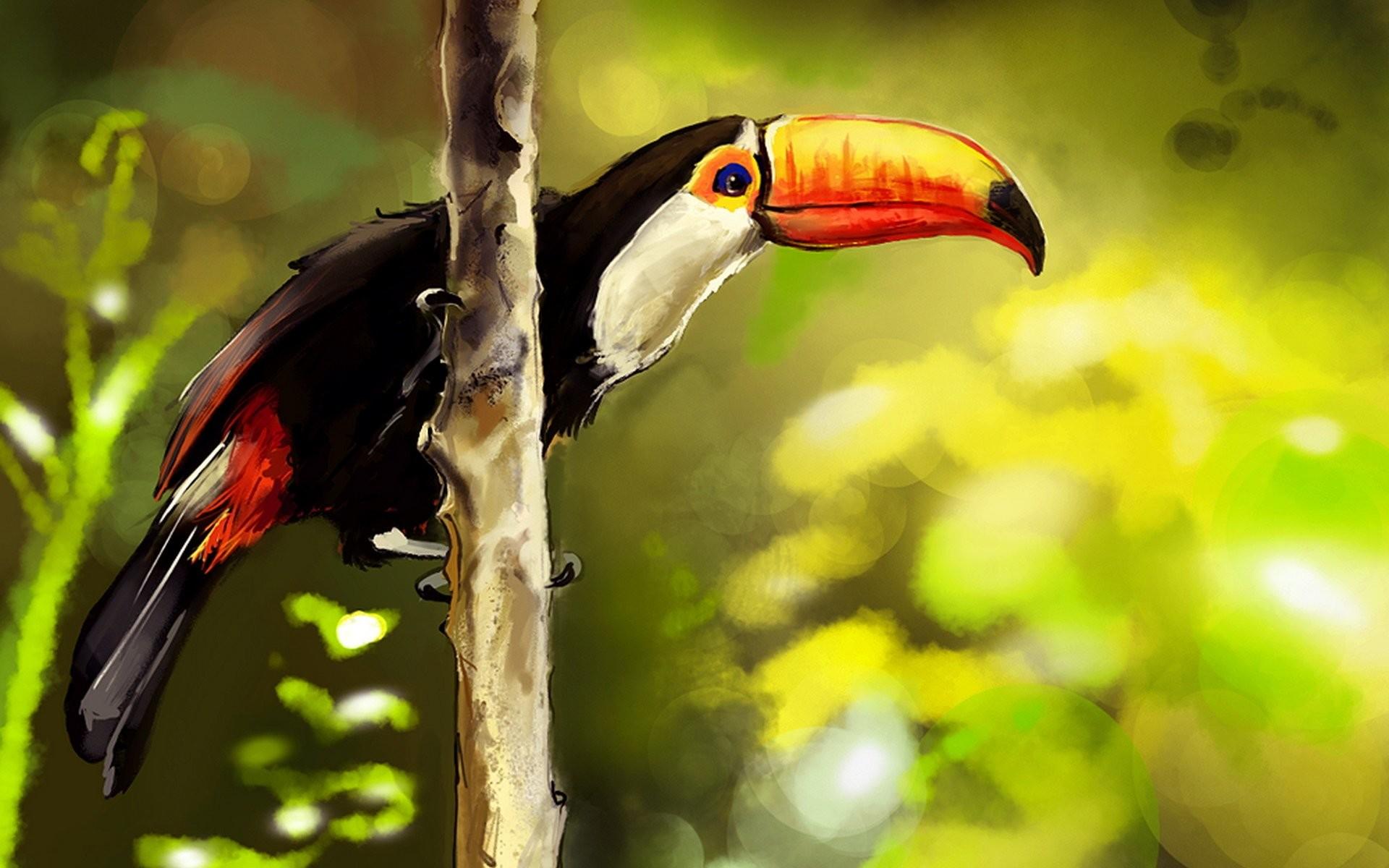 Toucan Wallpaper
