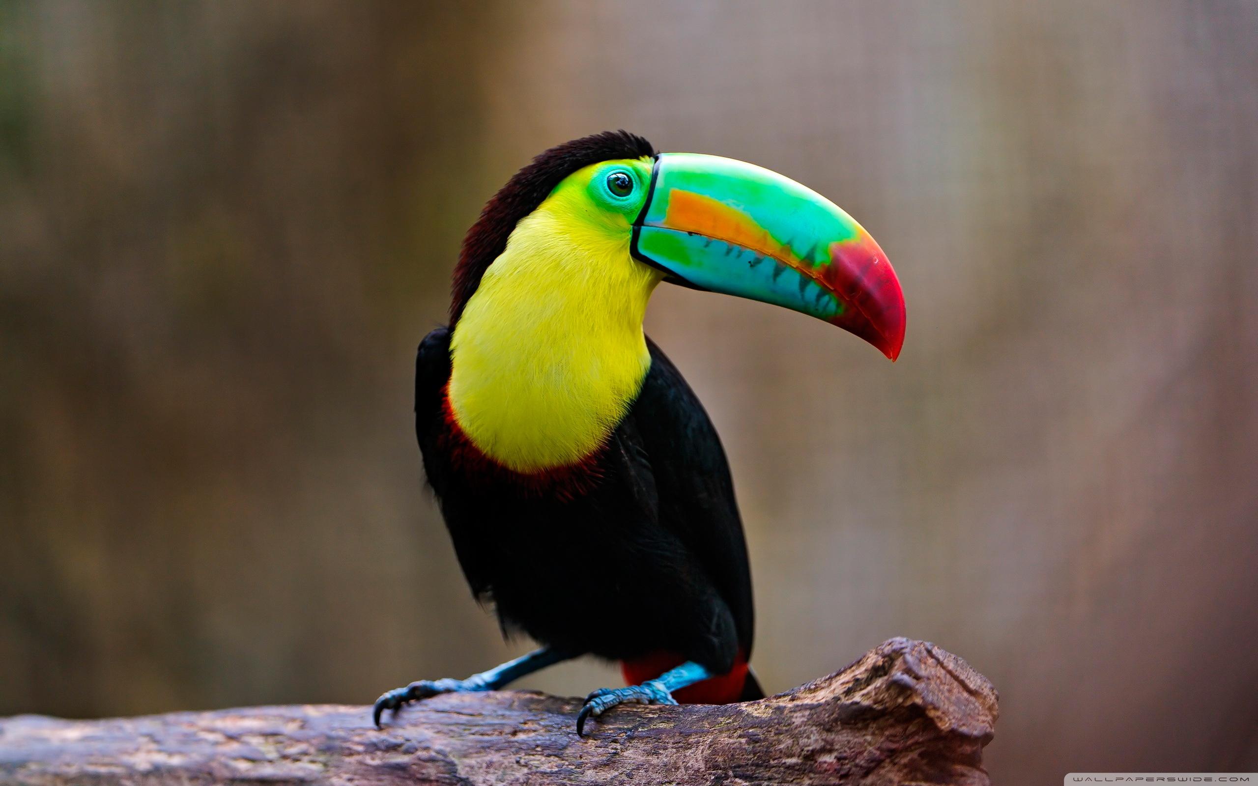 Toucan Bird wallpaperx1600