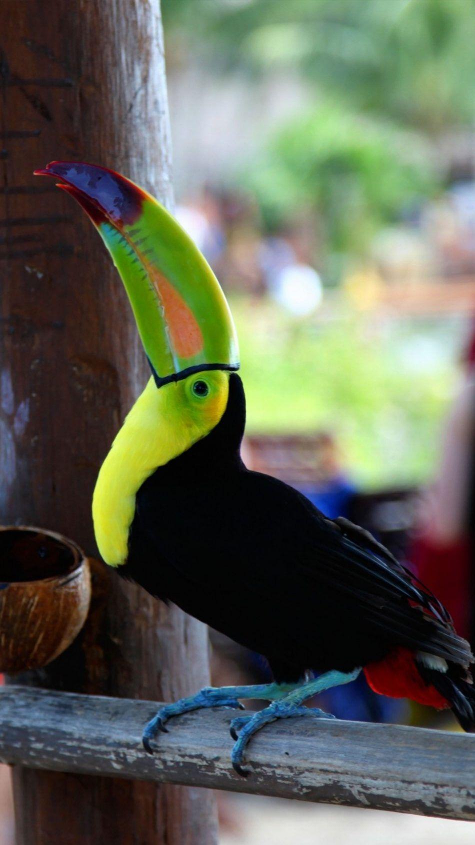 Toucan Bird Brazil. Animal & Bird Wallpaper. Birds