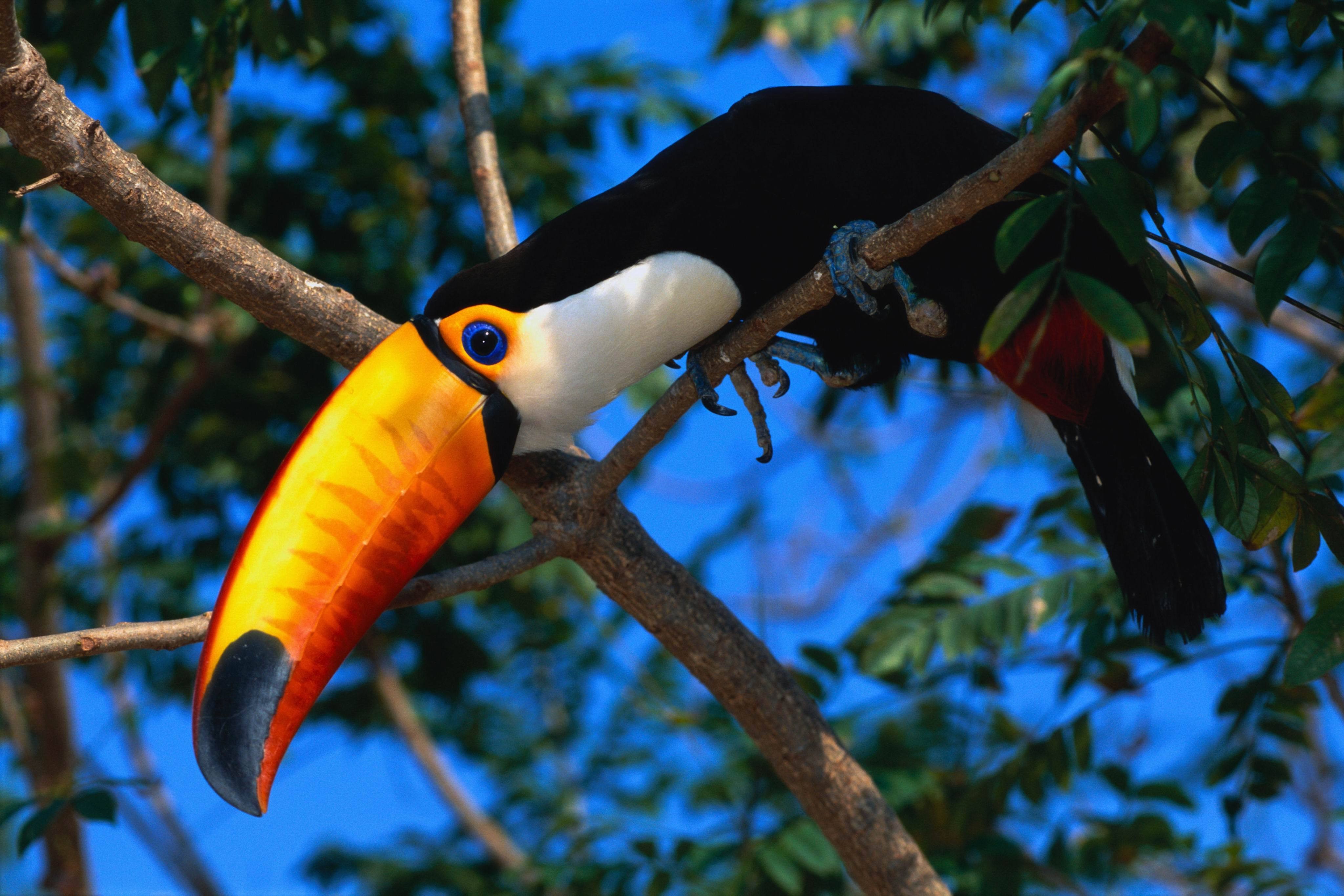 Toucans Wildlife Birds, HD Birds, 4k Wallpaper, Image