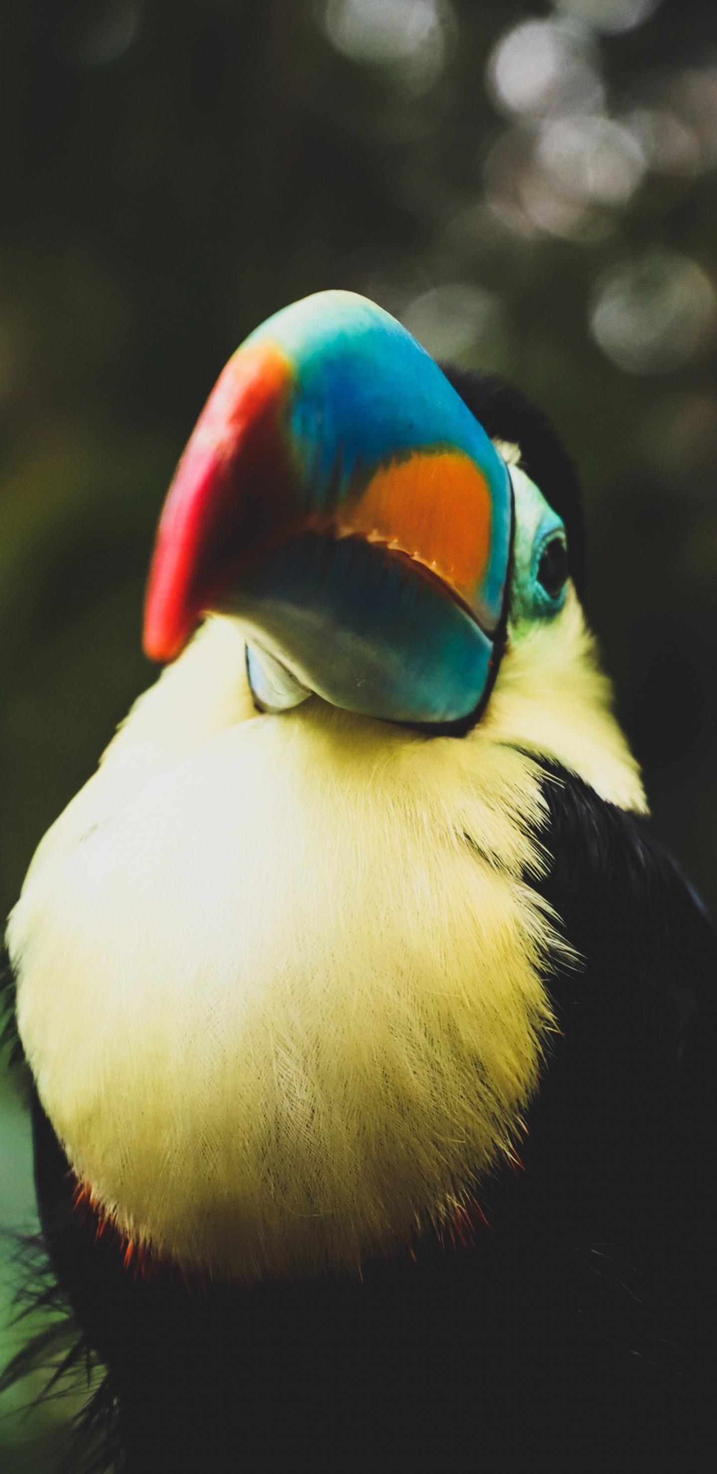 Toucan Bird Wallpapers - Wallpaper Cave