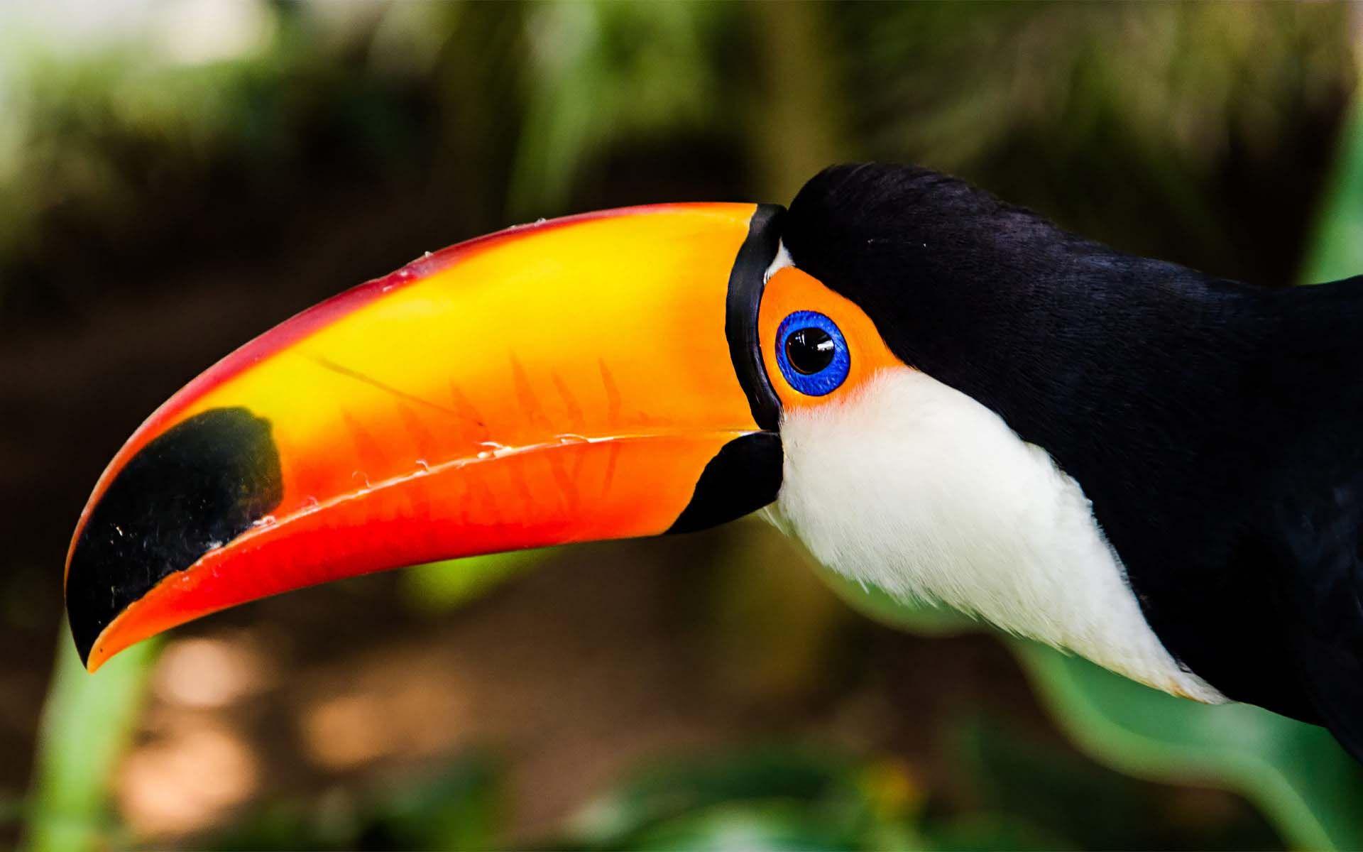 Toucan Bird Wallpapers - Wallpaper Cave