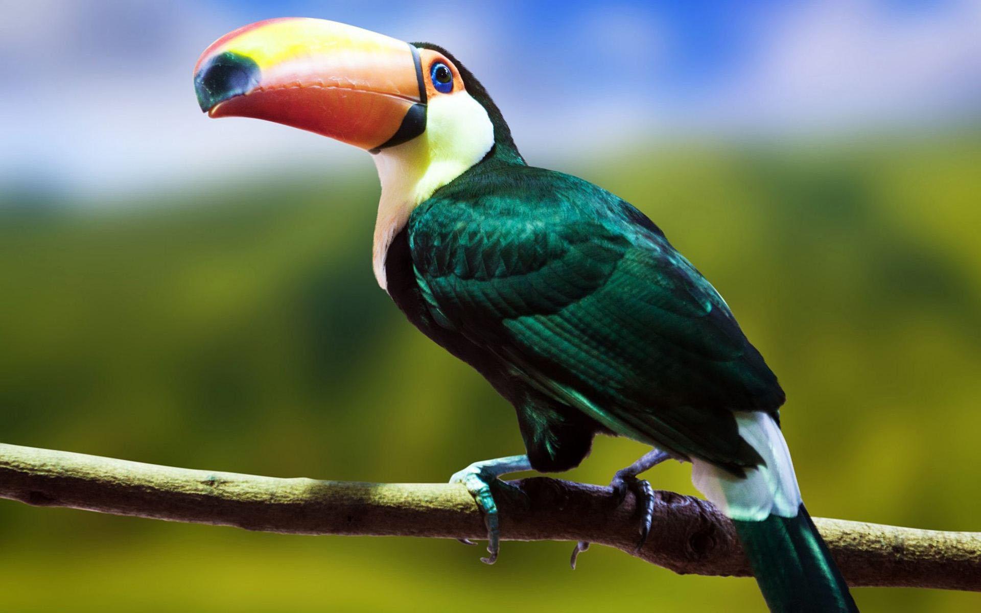 Toucan Bird Wallpapers - Wallpaper Cave