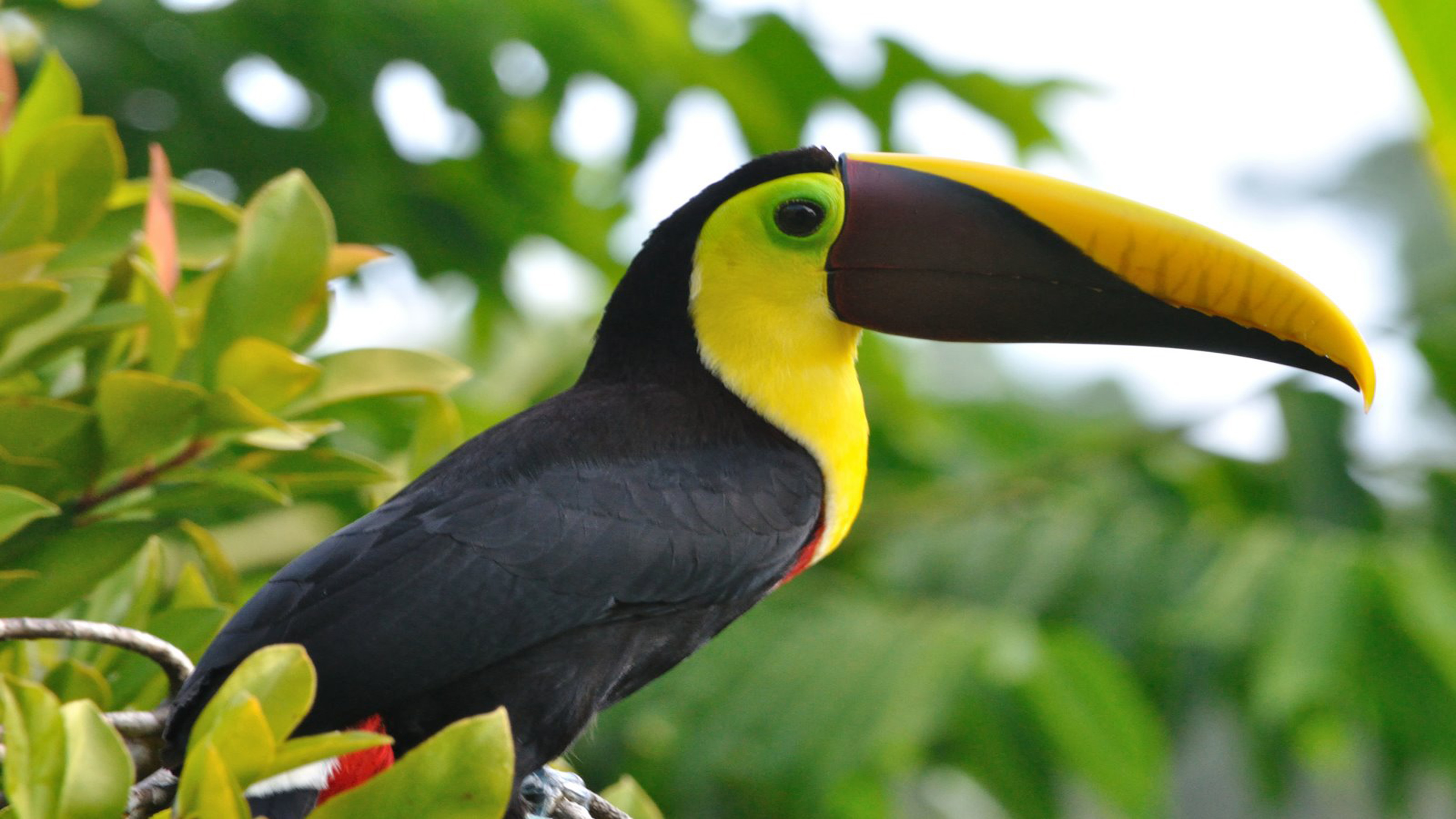 Toucan Birds Beautiful Yellow And Black Wallpaper