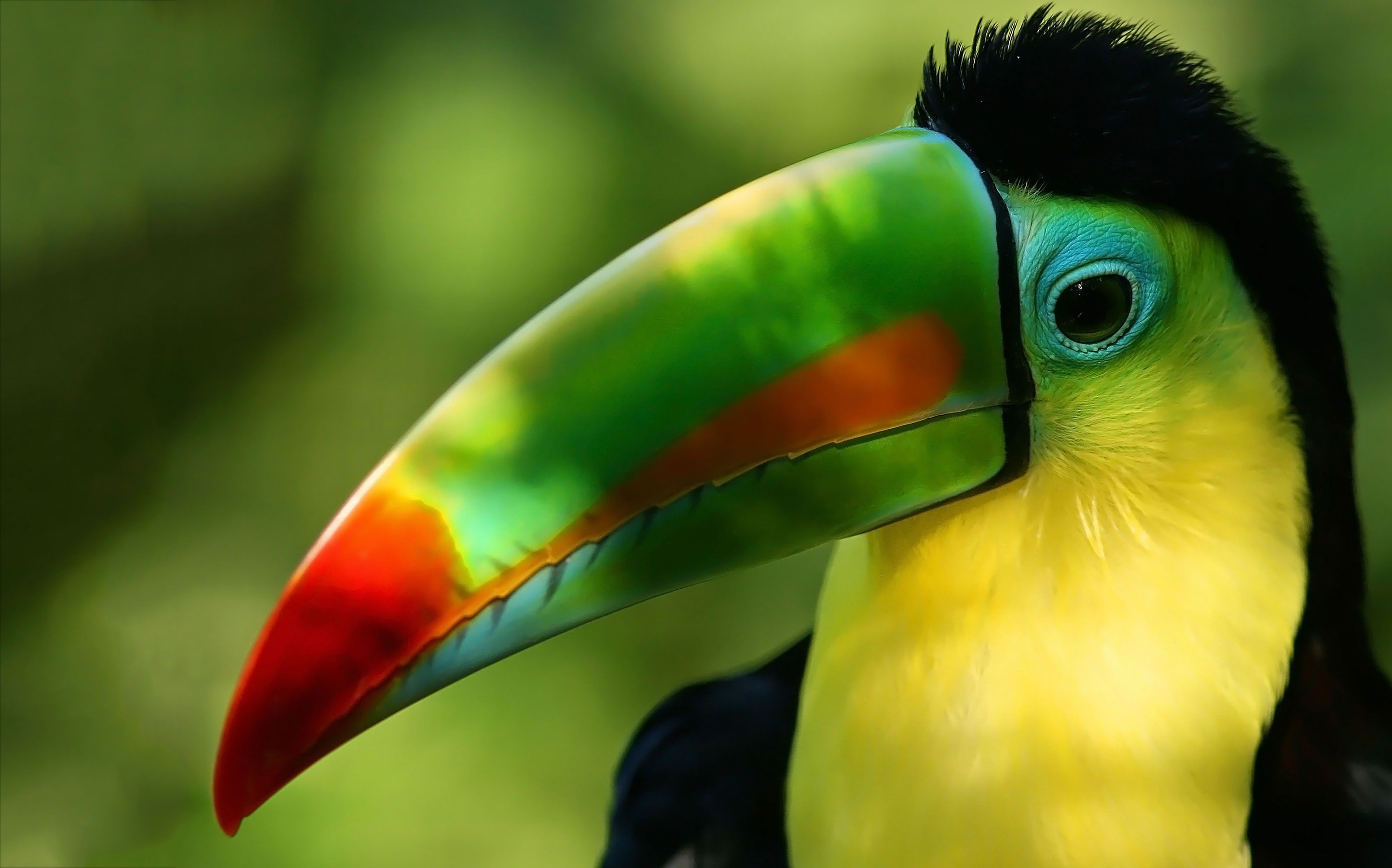 Tucan Wallpaper