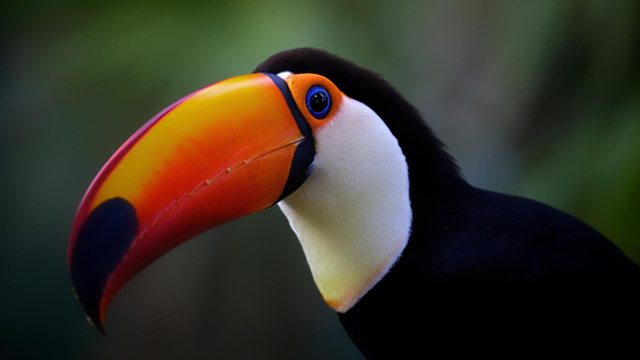 Toucan Bird Wallpapers - Wallpaper Cave