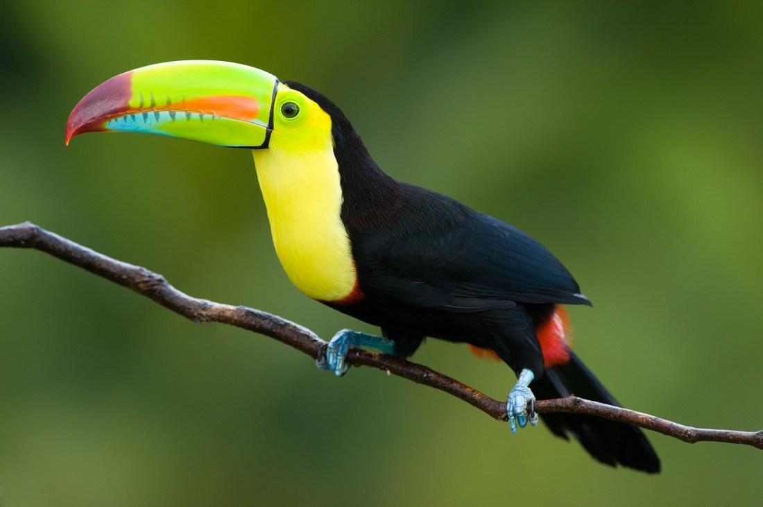 Toucans Bird Wallpaper