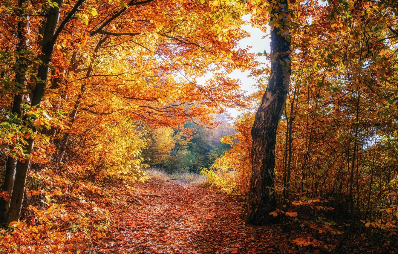 Wallpaper beautiful, autumn, forests, Ukraine, foliage image for desktop, section природа