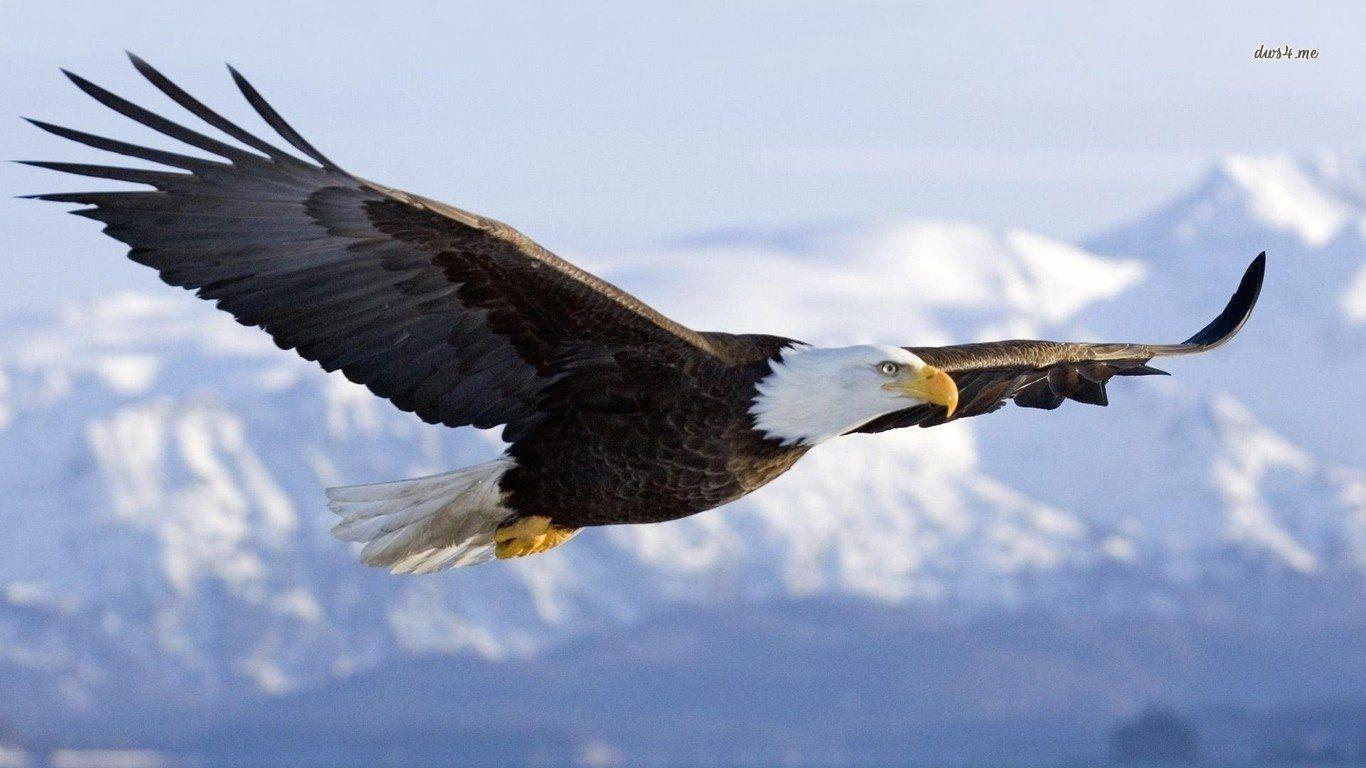 American Eagle Desktop Wallpaper Free American Eagle