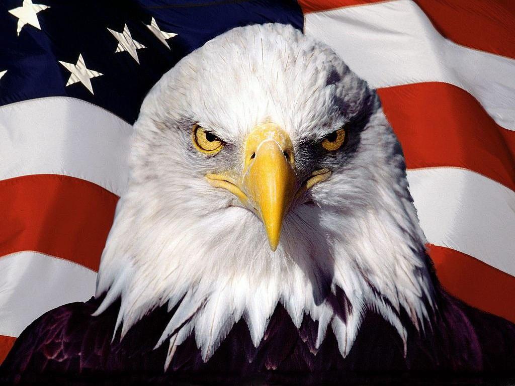 Eagle Bird on Flag Wallpaper in jpg format for free download