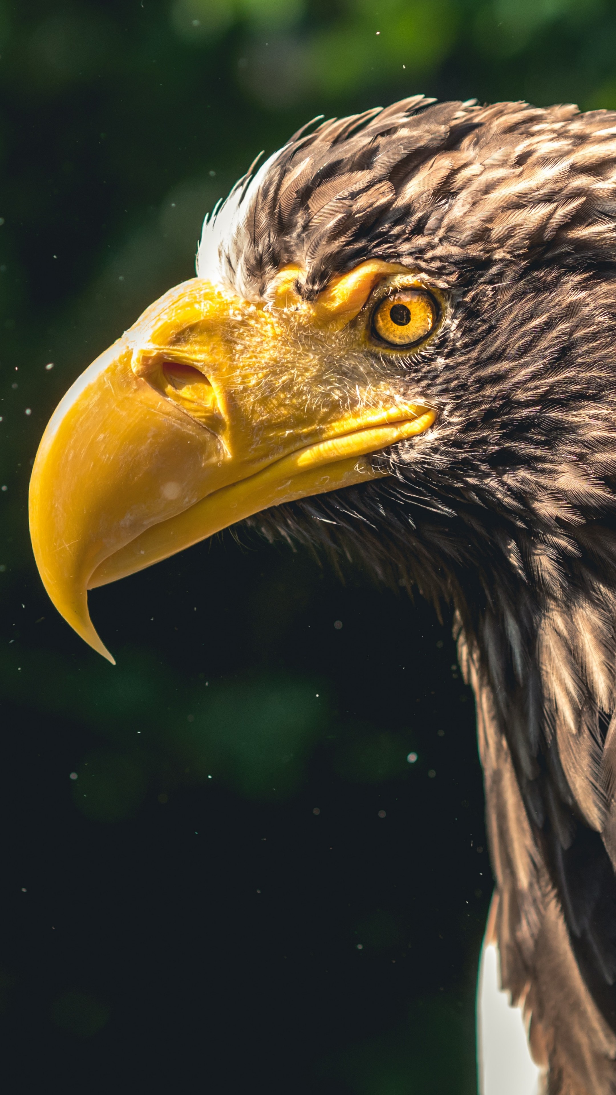 Wallpaper eagle, bird, 4k, Animals