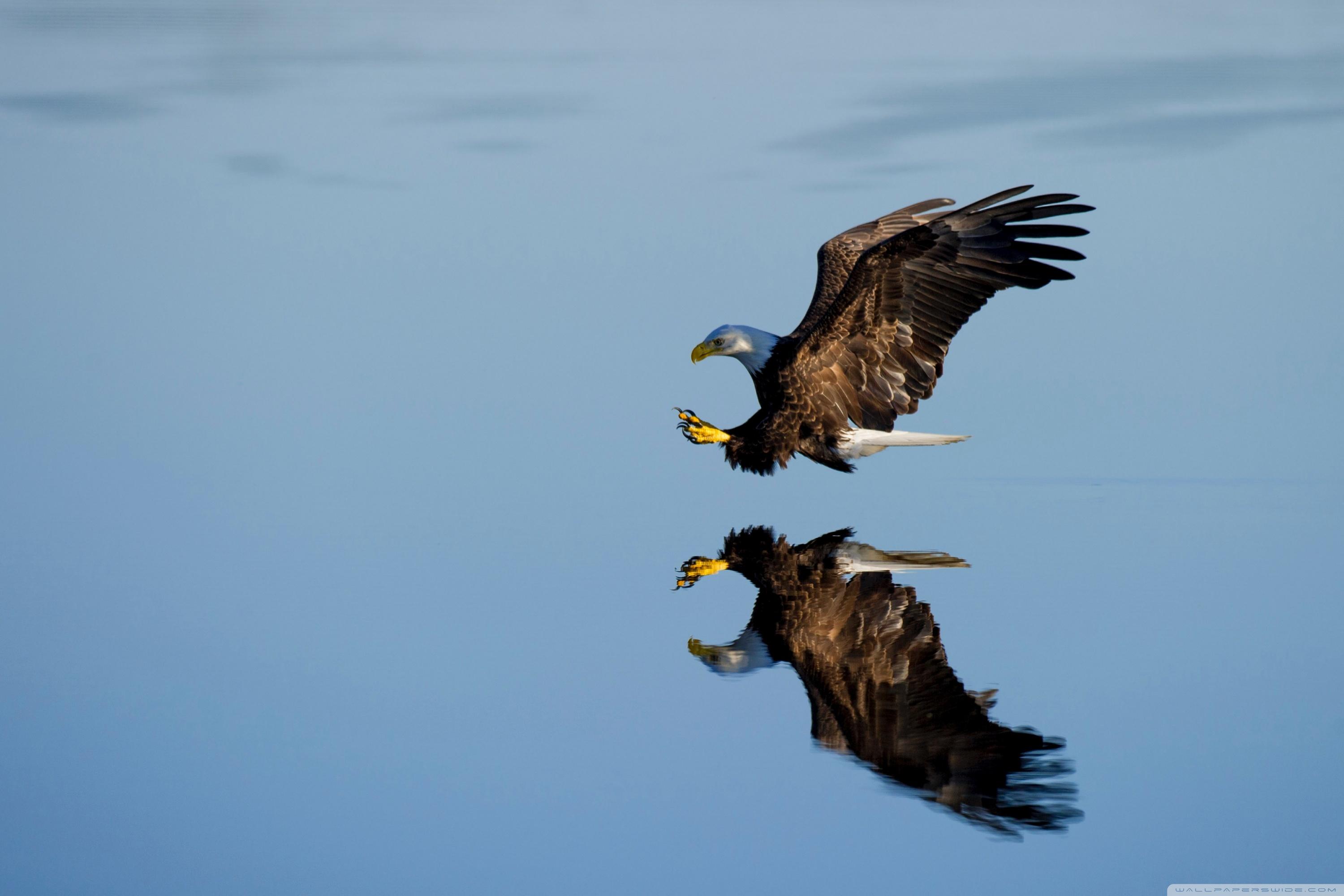 Bald Eagle Bird catching prey ❤ 4K HD Desktop Wallpaper