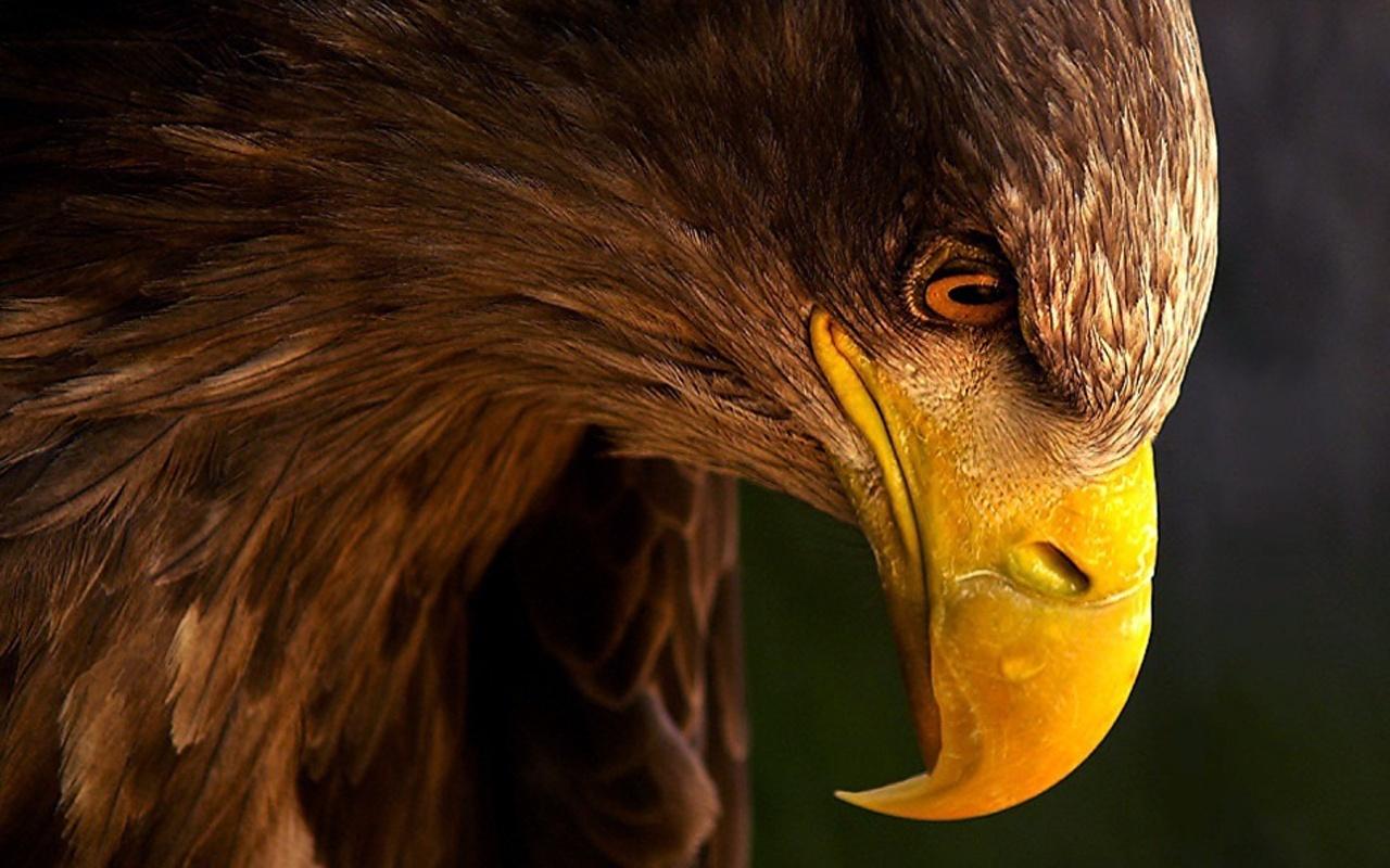 Desktop Wallpaper eagle Birds Beak Head Animals