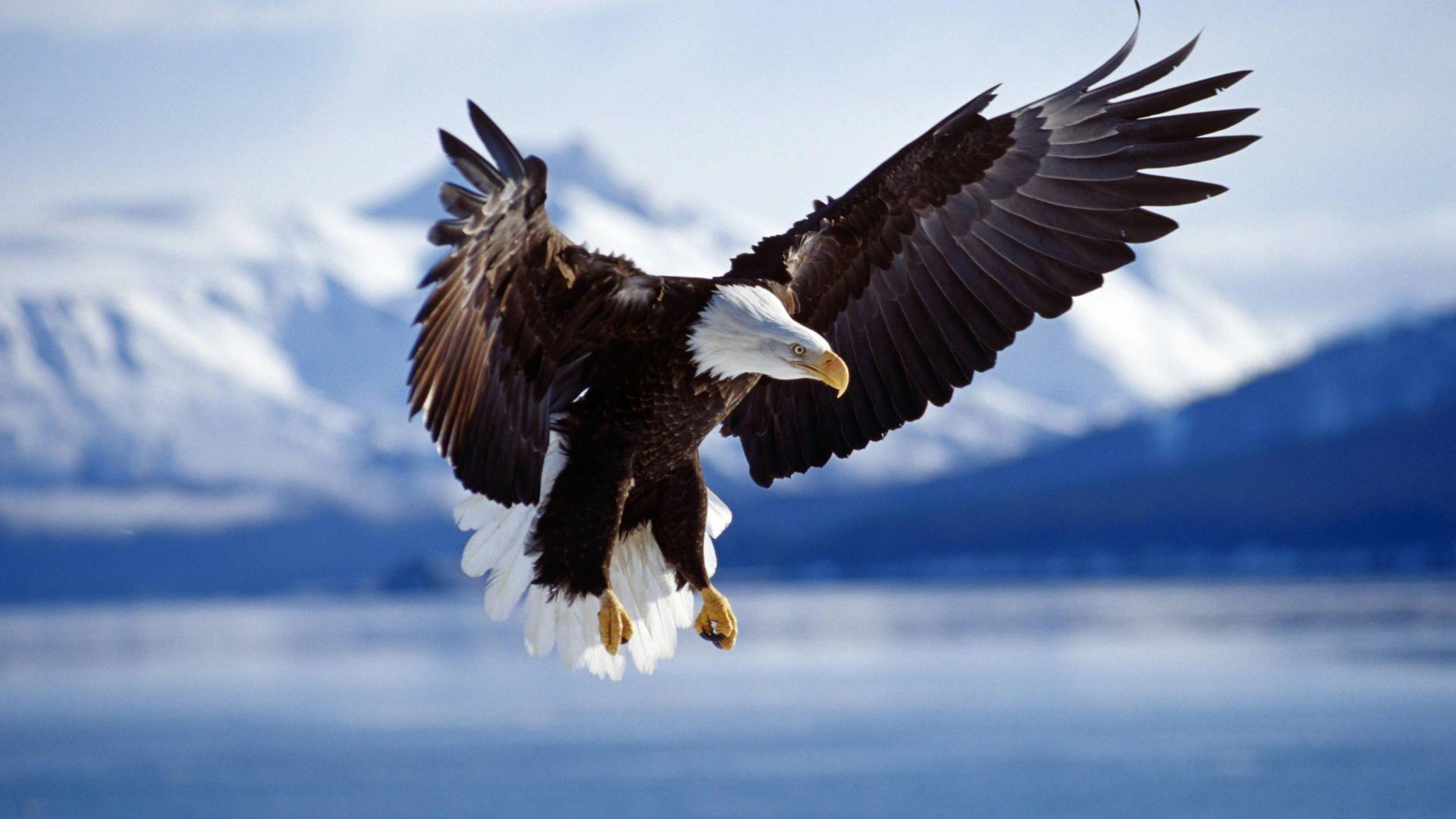1920x1080 eagle birds wallpaper and background JPG