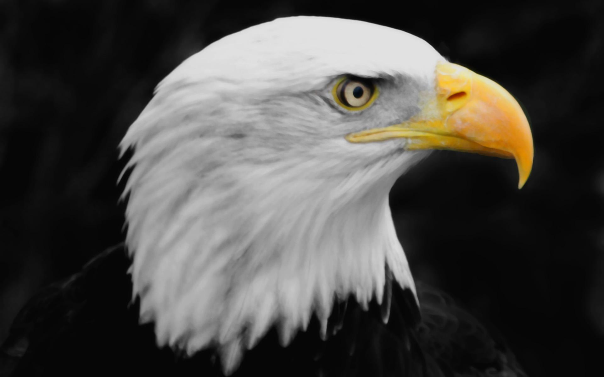 Eagles bird image wallpaper