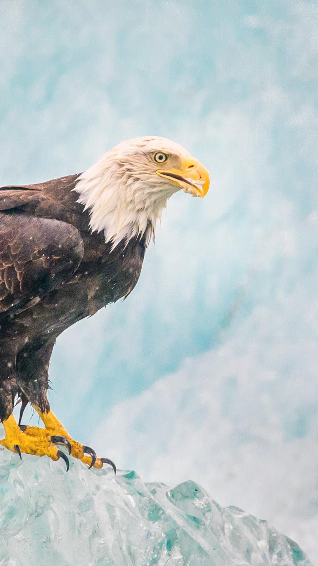Eagle Bird Predator Ice iPhone 8 Wallpaper Free Download
