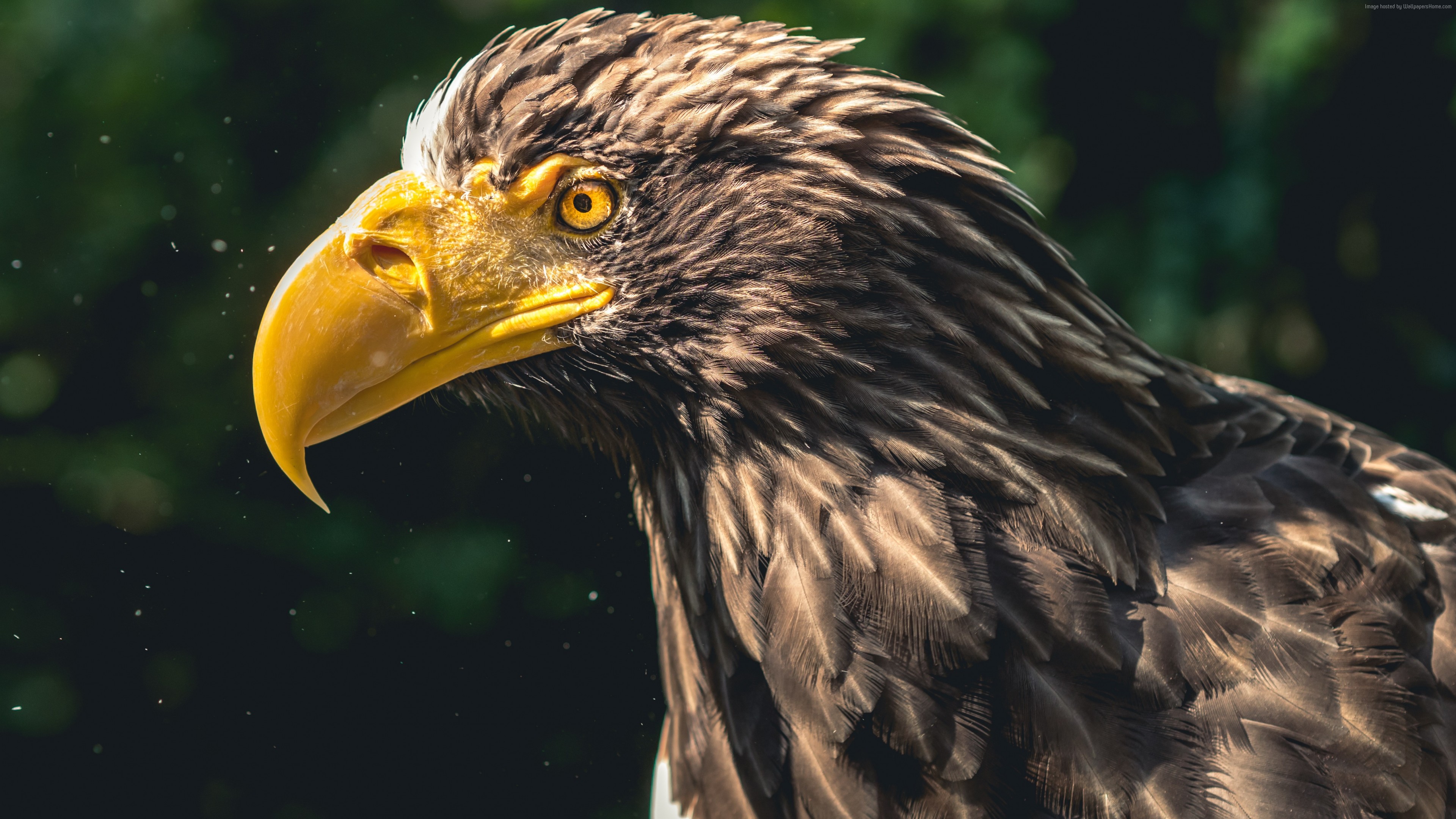 Wallpaper eagle, bird, 4k, Animals Wallpaper Download