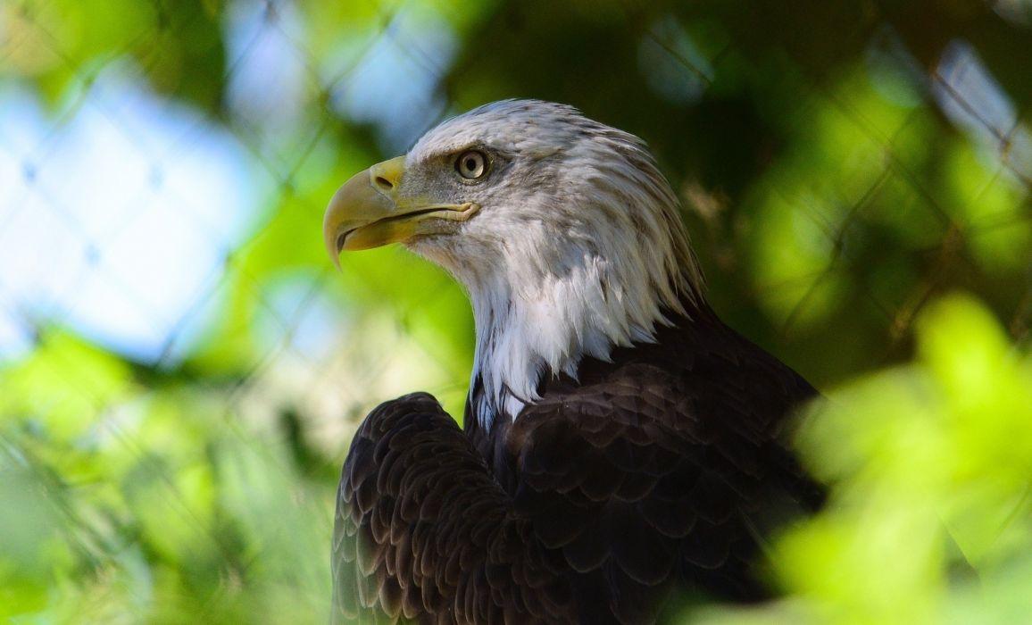 Bald eagle bird predator beak Profile handsome proud