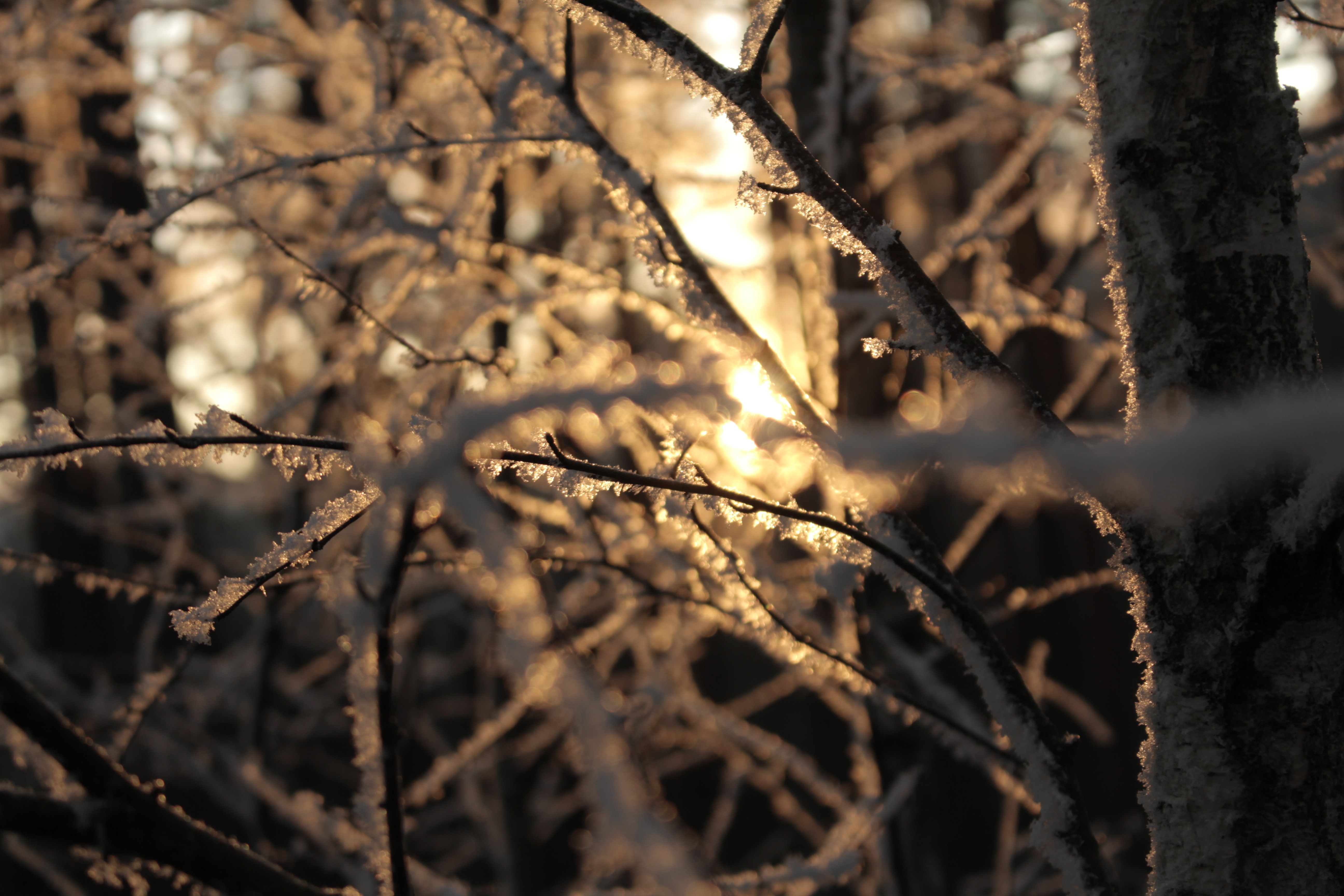 branches sun winter snow warm colors wallpaper