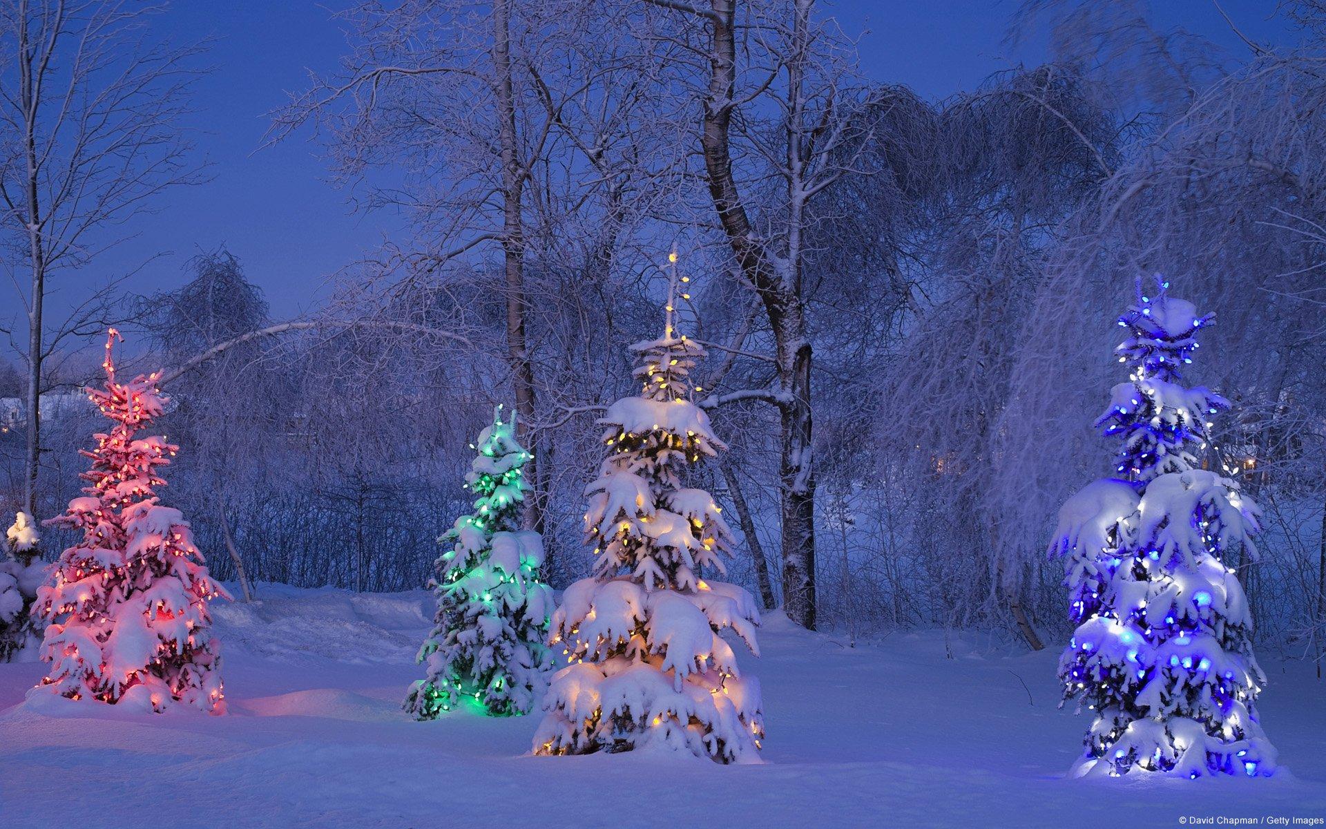 Lighted Christmas Trees in Winter Forest HD Wallpaper