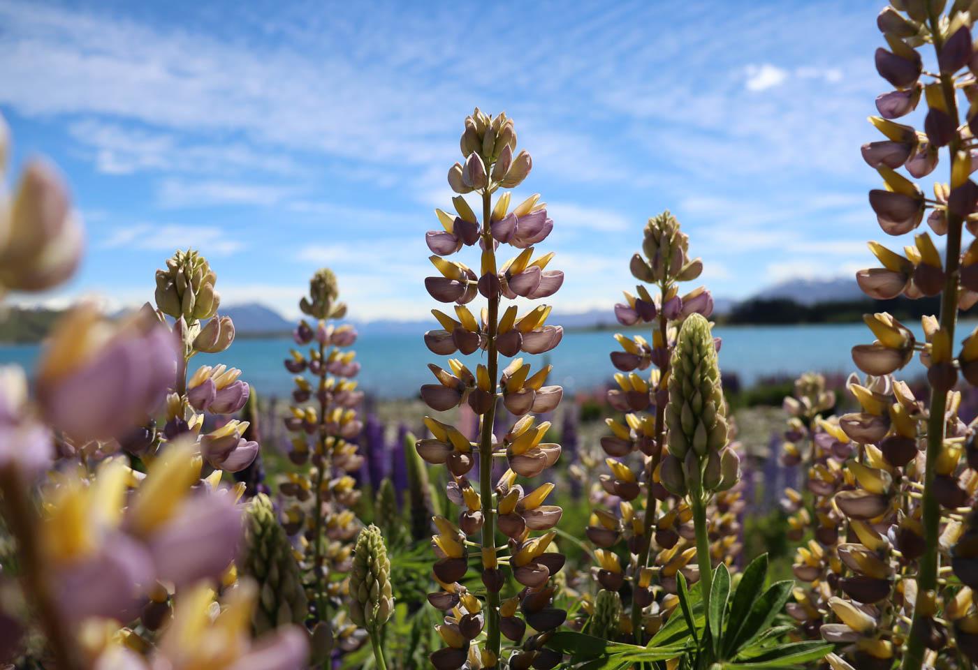 EOS 77D. Canon New Zealand