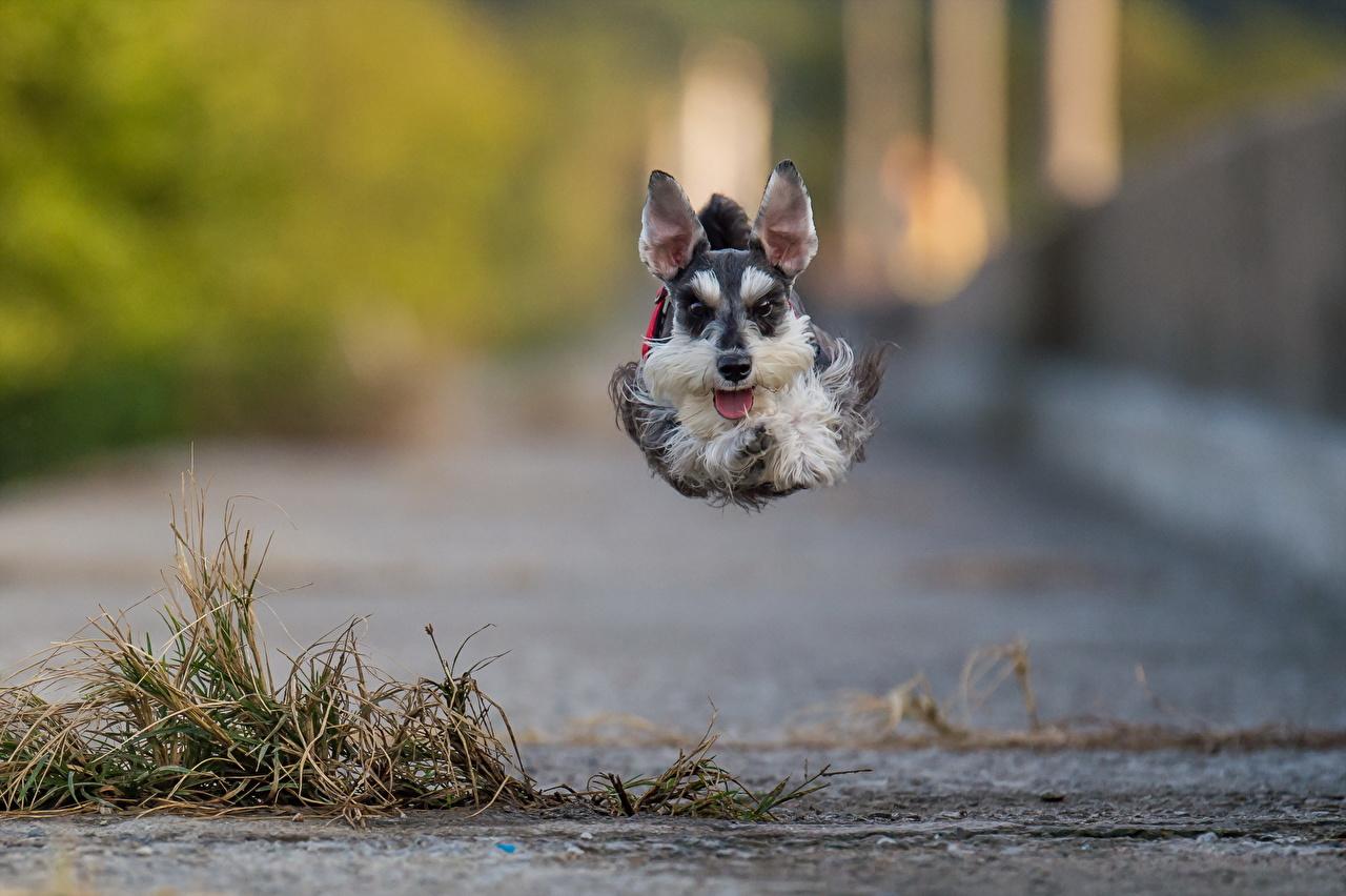 Wallpaper Miniature Schnauzer Dogs Jump animal
