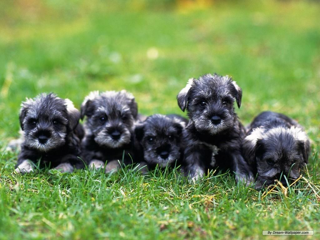 DOGS AND CATS BREED: Miniature Schnauzer Dogs and Cats