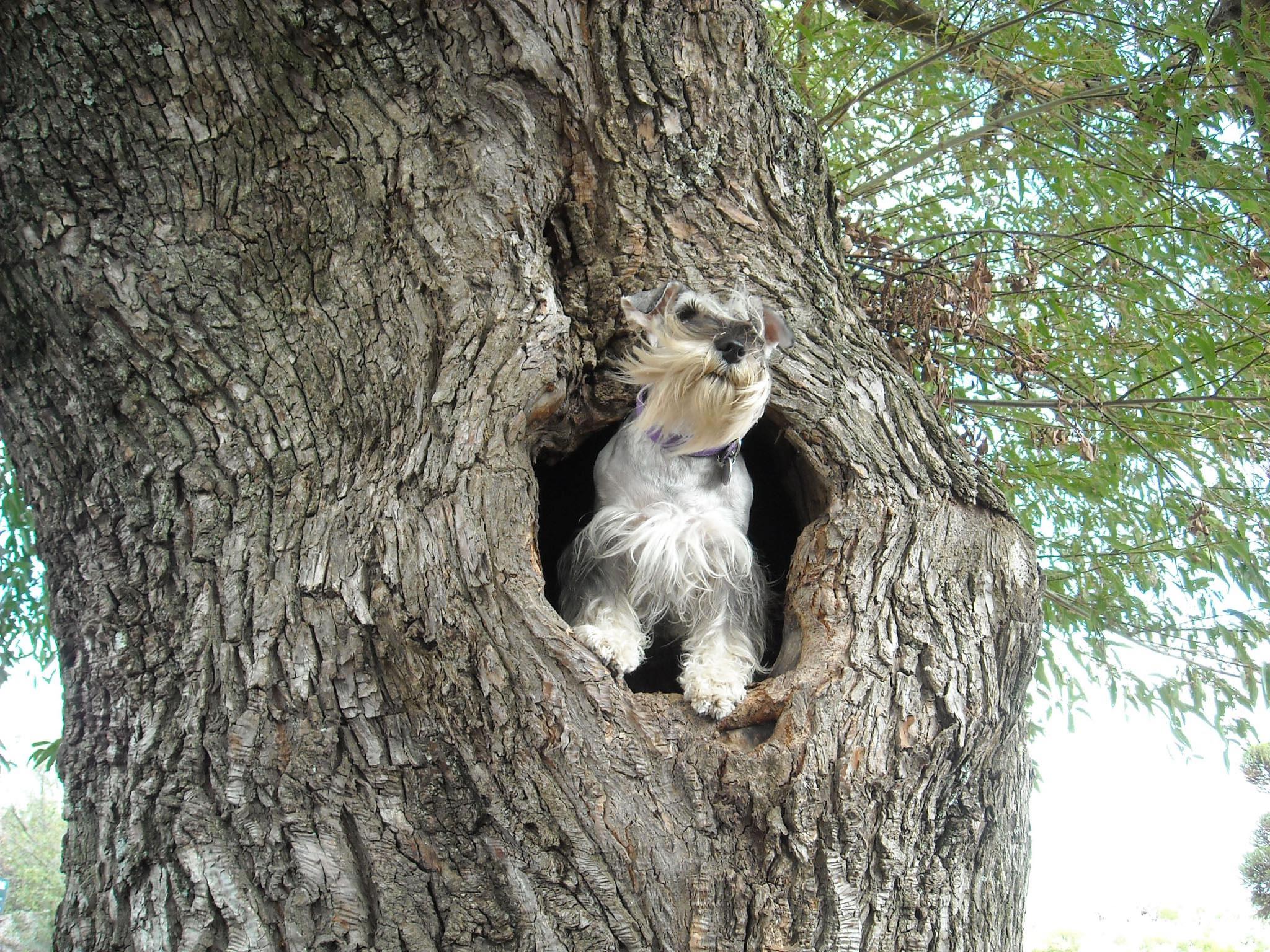 Miniature Schnauzer in tree wallpaper Doggy Rocks