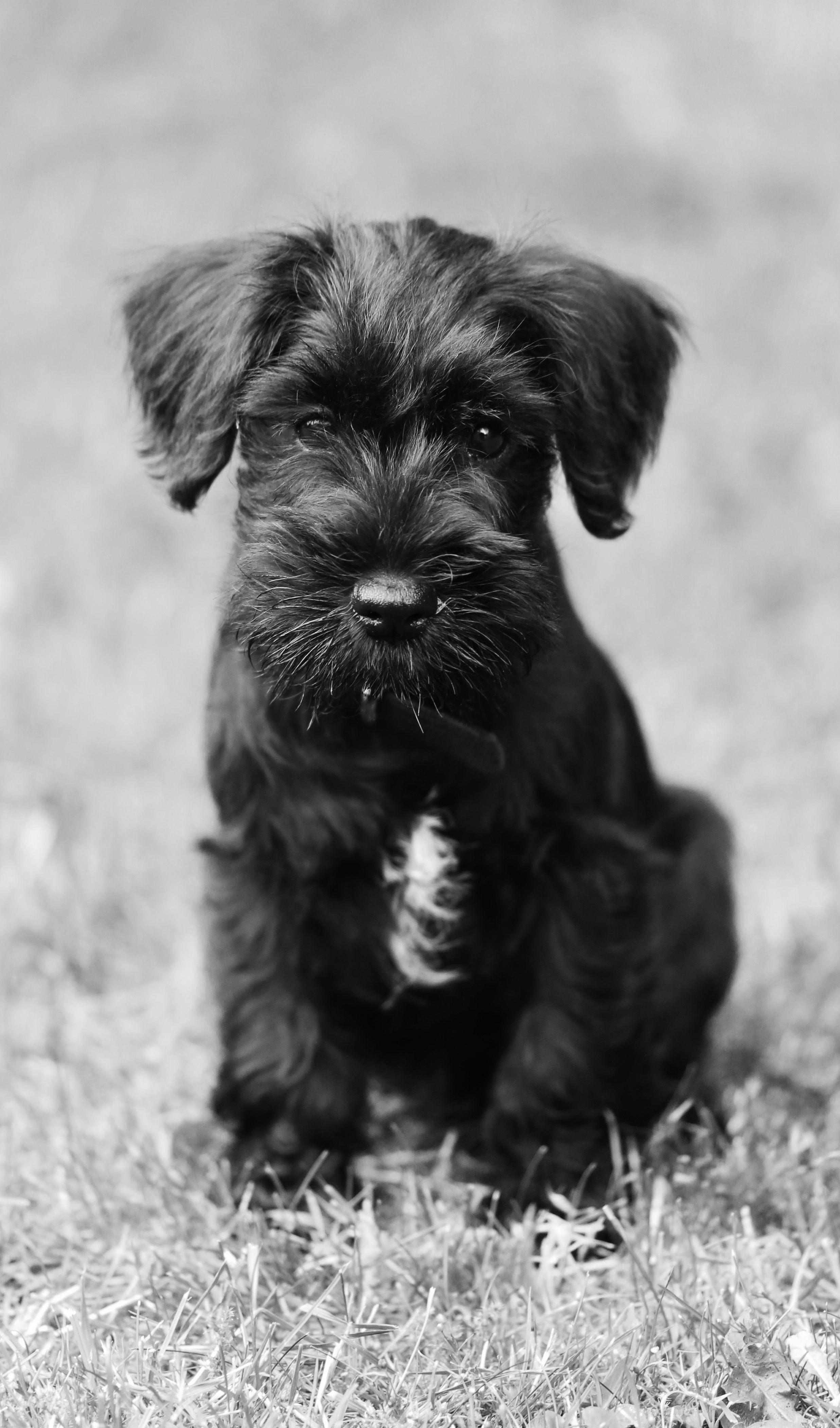 Dennis the 9 week old Black Miniature Schnauzer schnauzer