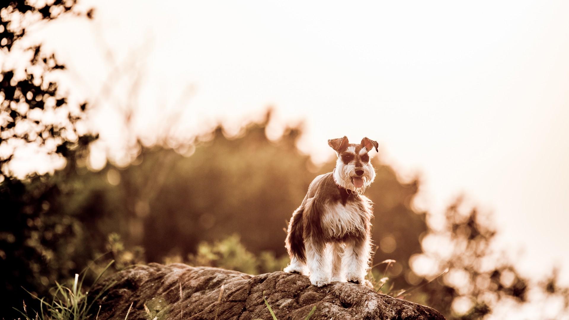 Photo Miniature Schnauzer Dogs Animals