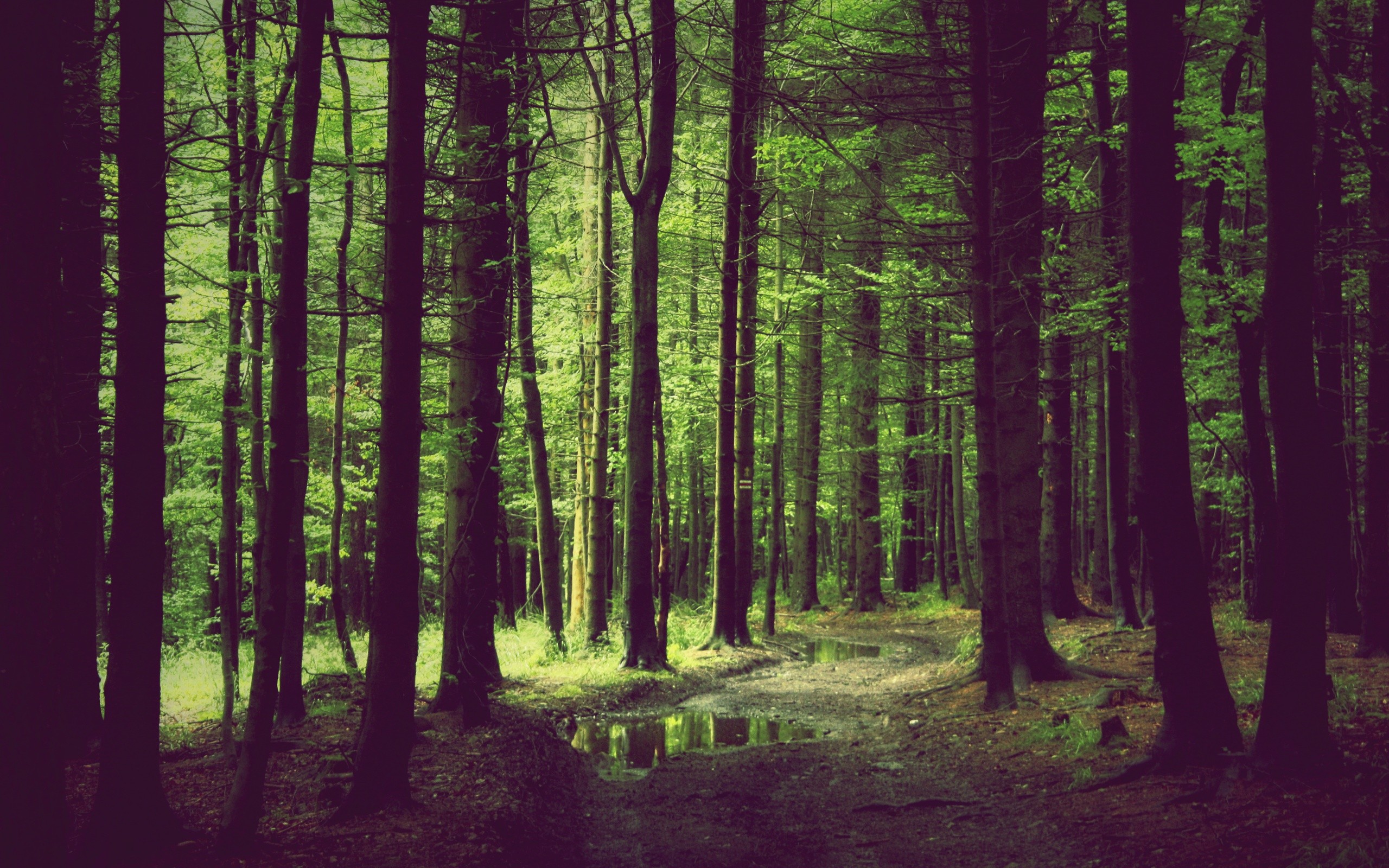 Download Forest Desktop Background