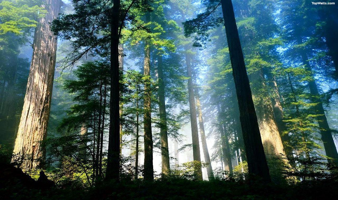 Redwood Forest Desktop