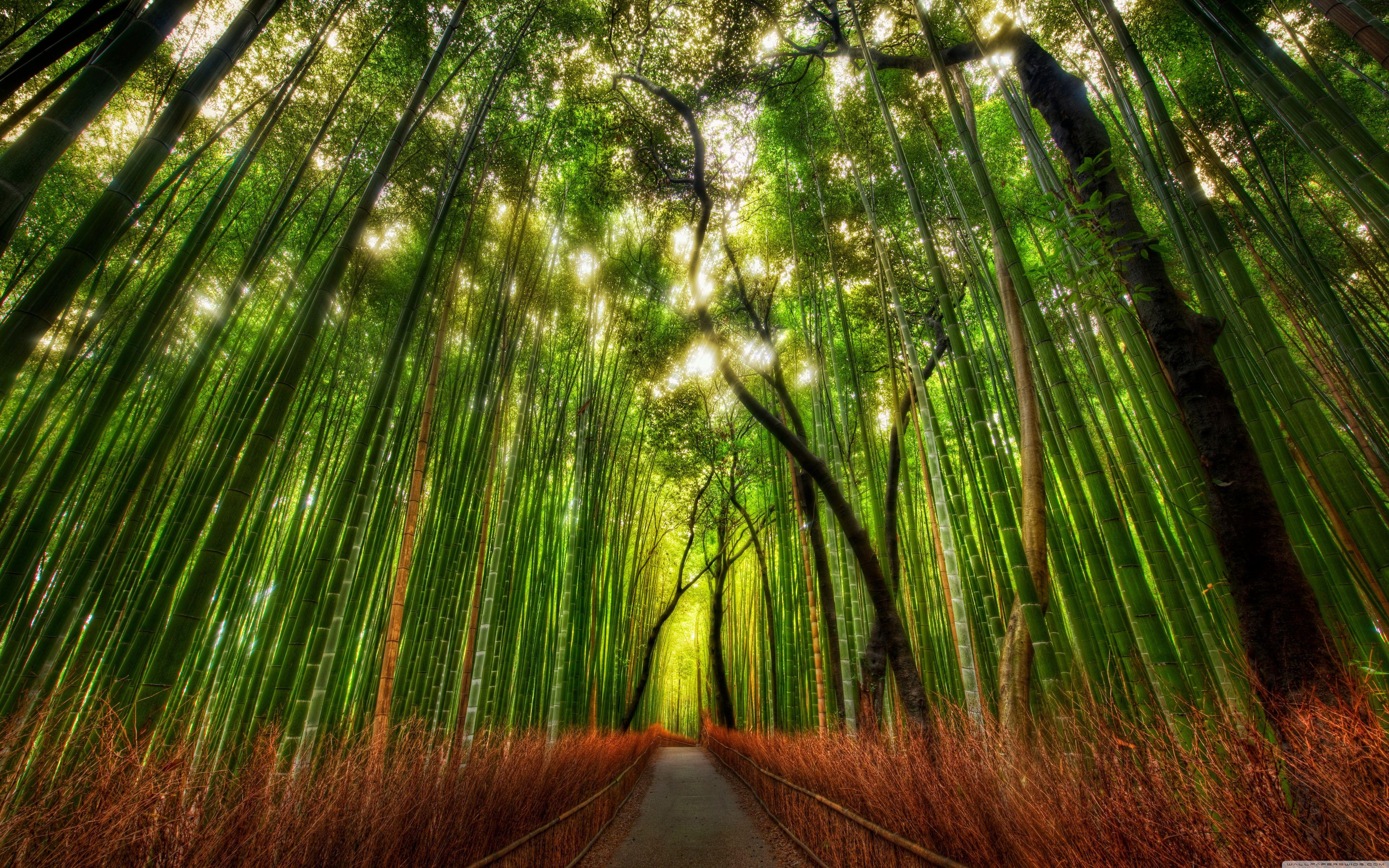 Bamboo Forest HD Wallpaper