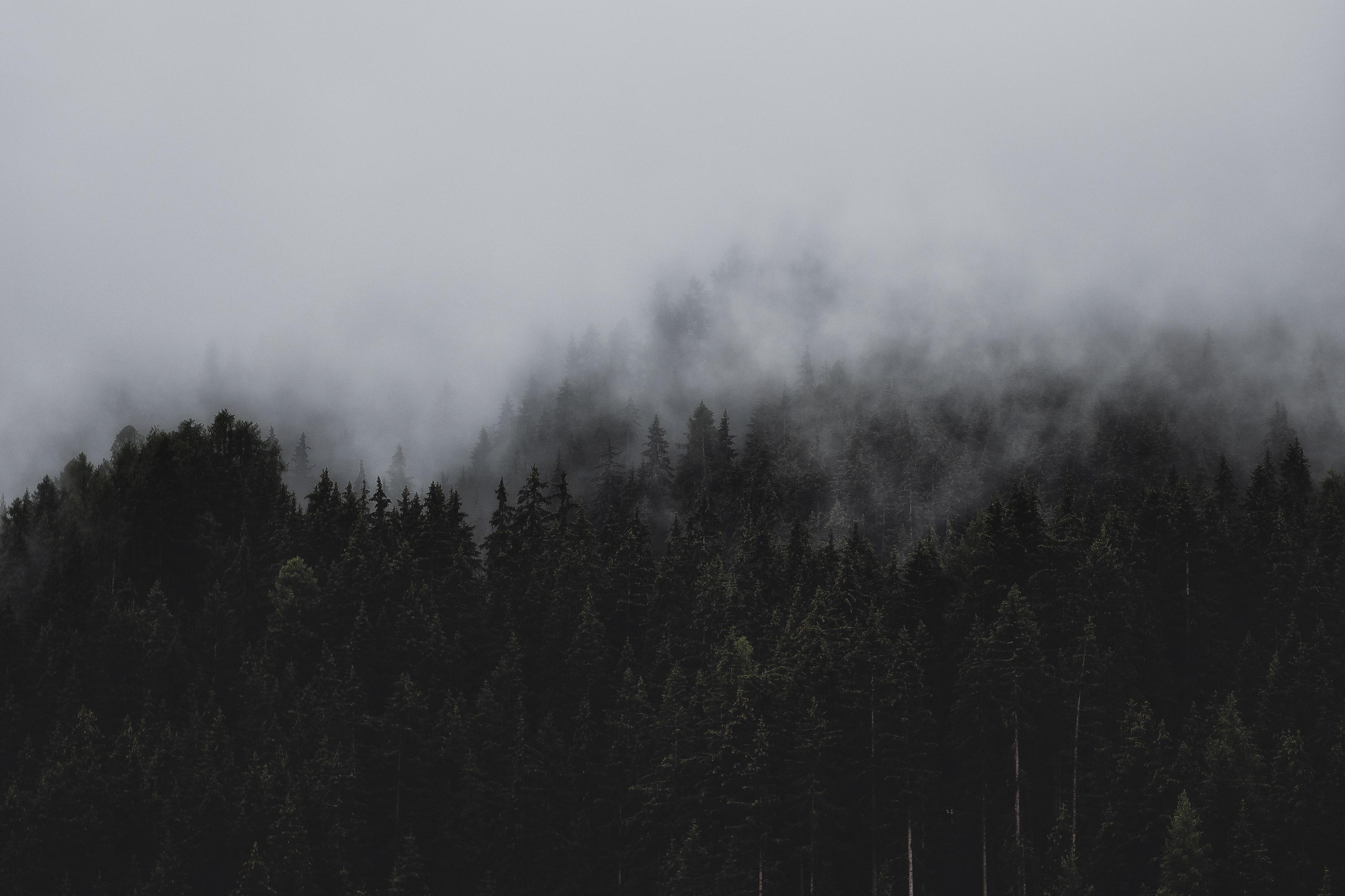 Conifer Desktop Wallpaper Fog Forest, HD Wallpaper